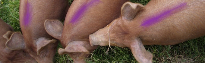 Levně Pigment pro značení třasy 946 ml Laco Stock Shot