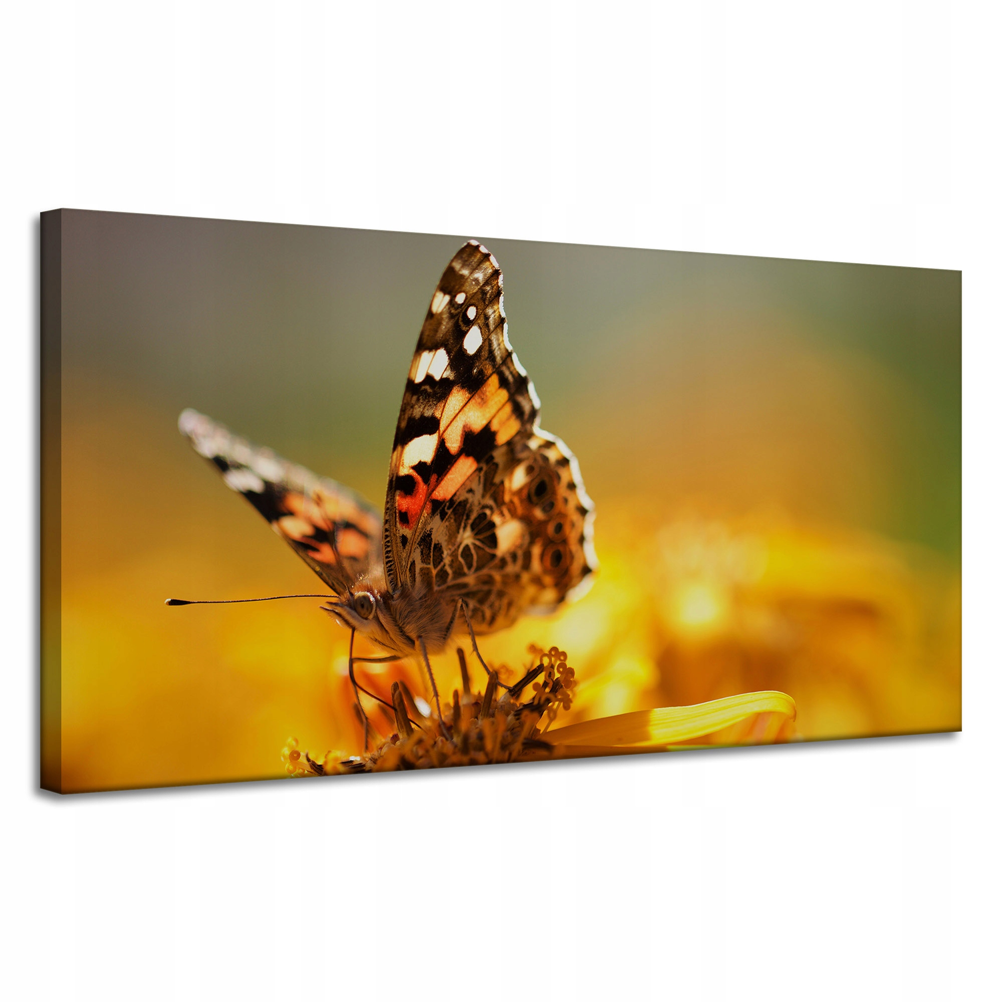 Obraz na plátně Zvířata Motýl na květině 120x60