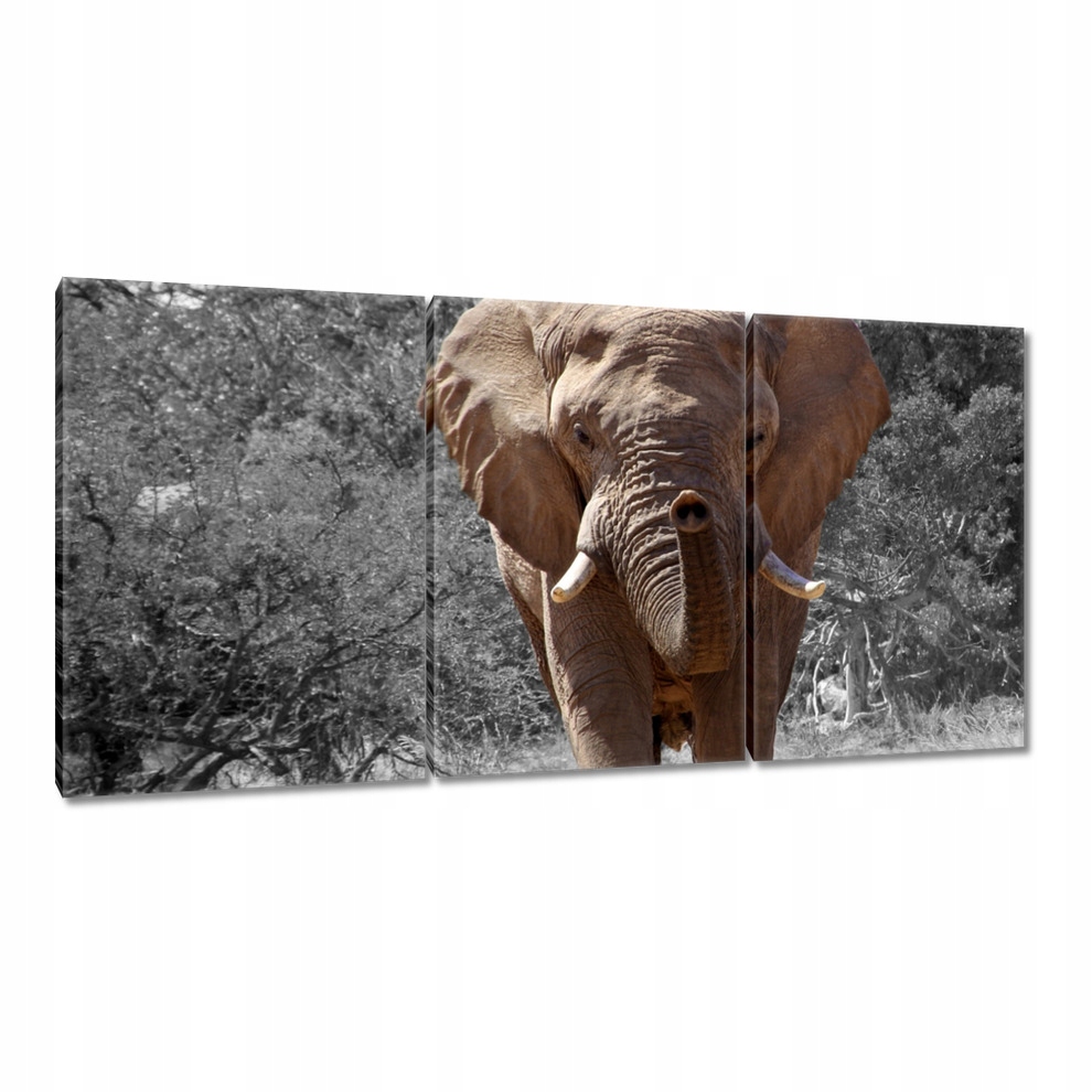 

Obrazy 120x60 Wielki słoń