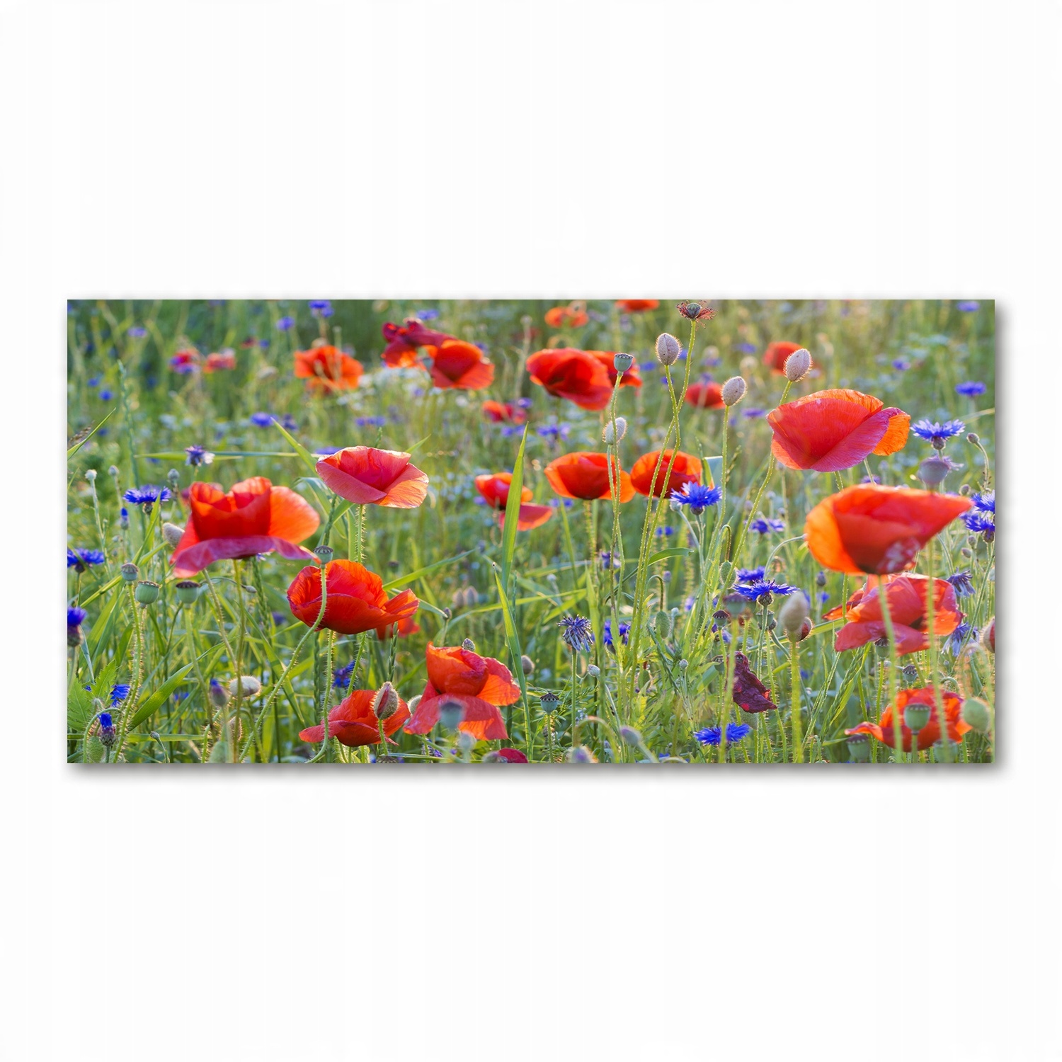 

Foto-obraz akrylowy Polne kwiaty zdjęcie 140x70 cm