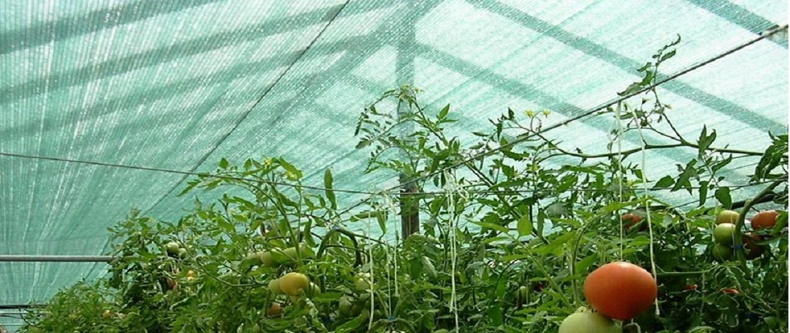 Siatka cieniująca 62% 2x50 maskująca osłona mata na płot ogrodzenie UV