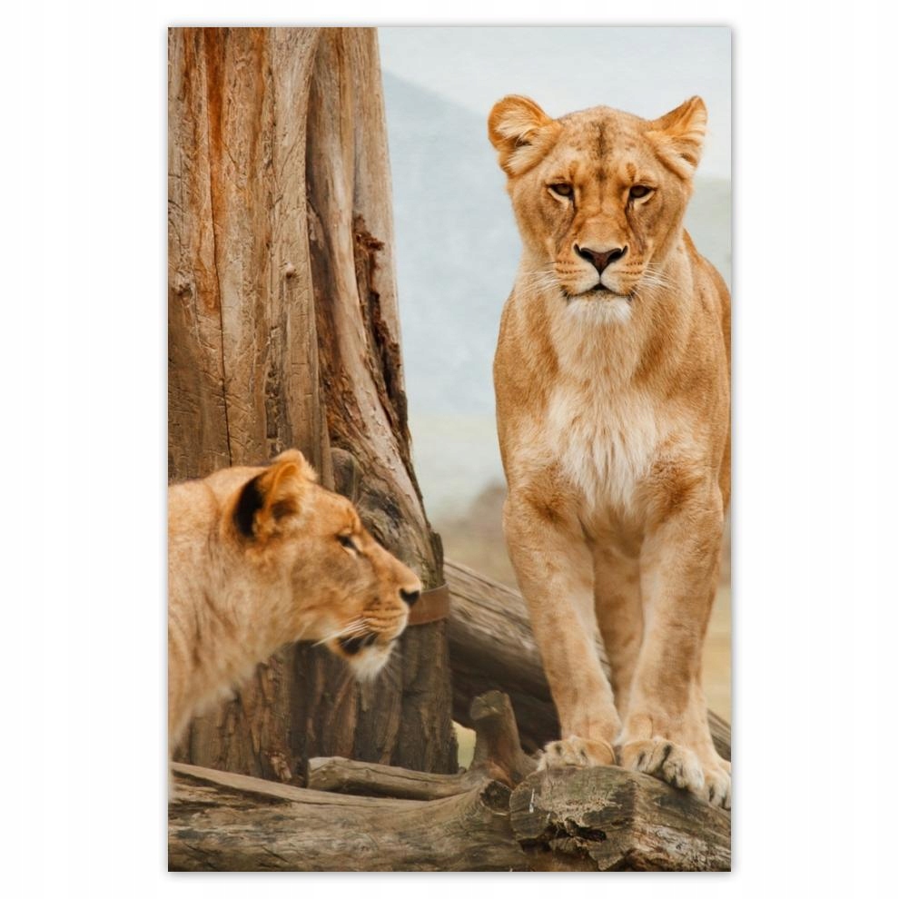 

Plakaty 40x60 Lwice w Afryce