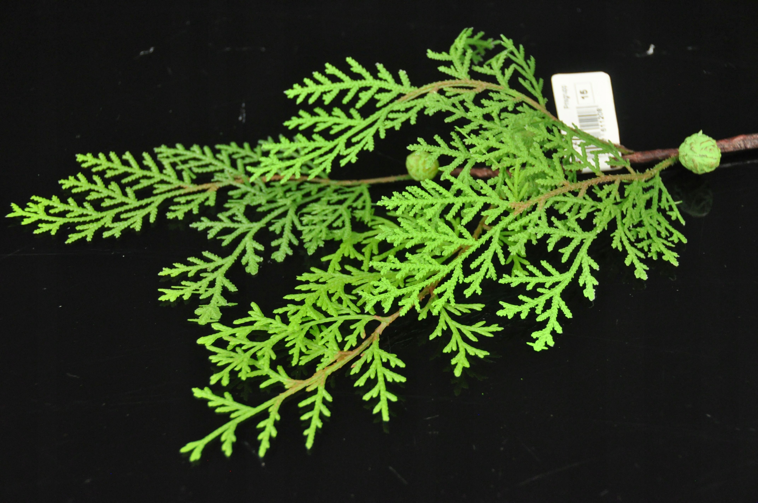 CYPRYS GAŁĄZKA SZTUCZNA Wysokość maksymalna 36 cm