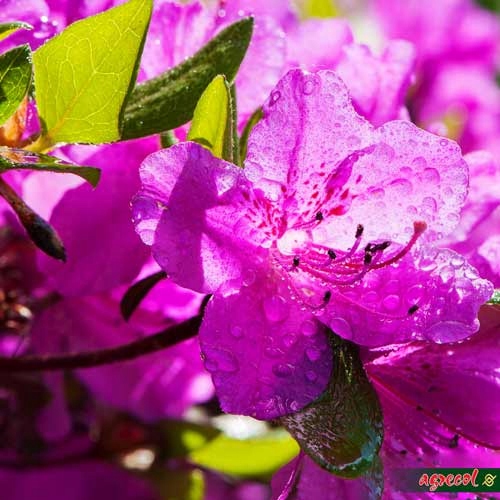 NAWÓZ DO RODODENDRONÓW I HORTENSJI 1,5kg 100 DNI Zastosowanie inne do pielęgnacji kwiatów