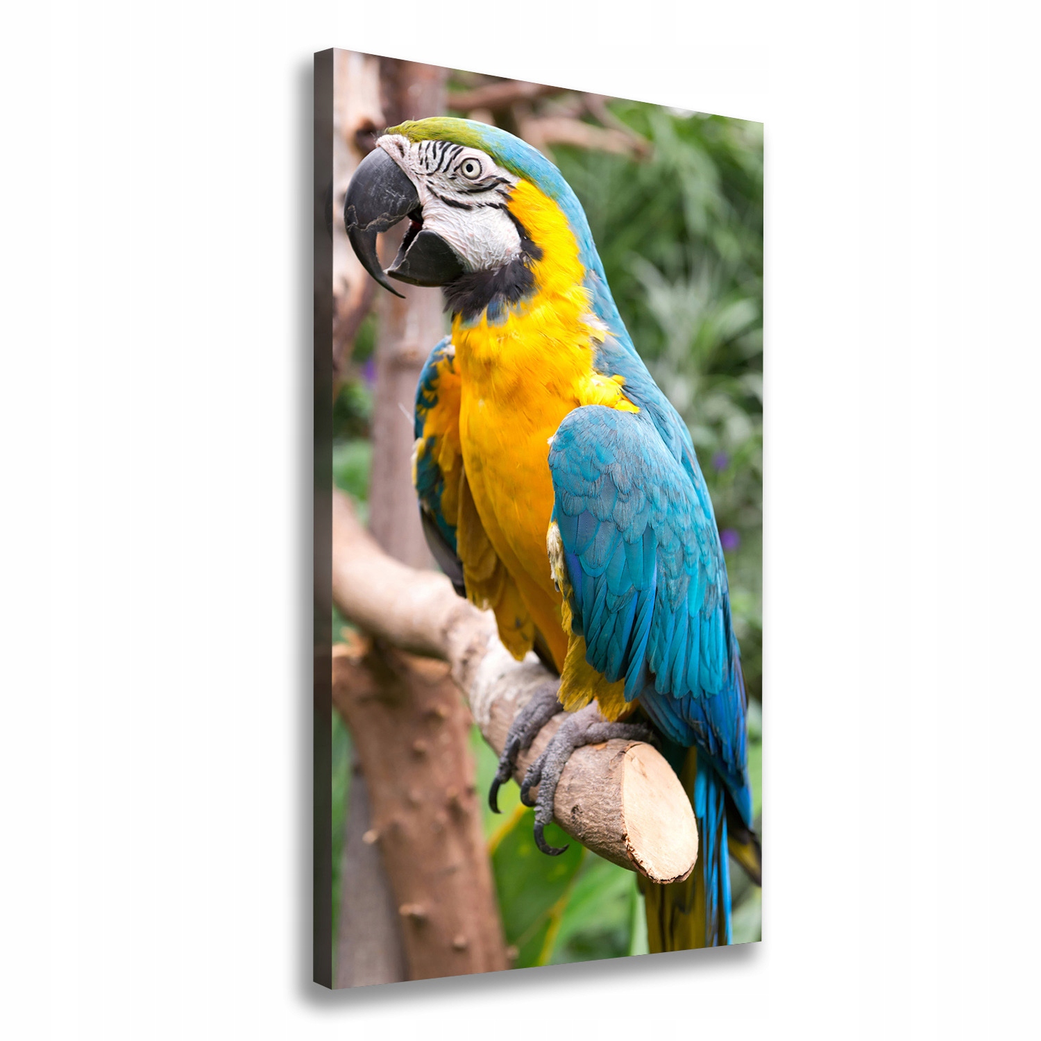 

Foto obraz na płótnie do salonu Papuga Ara 60x120