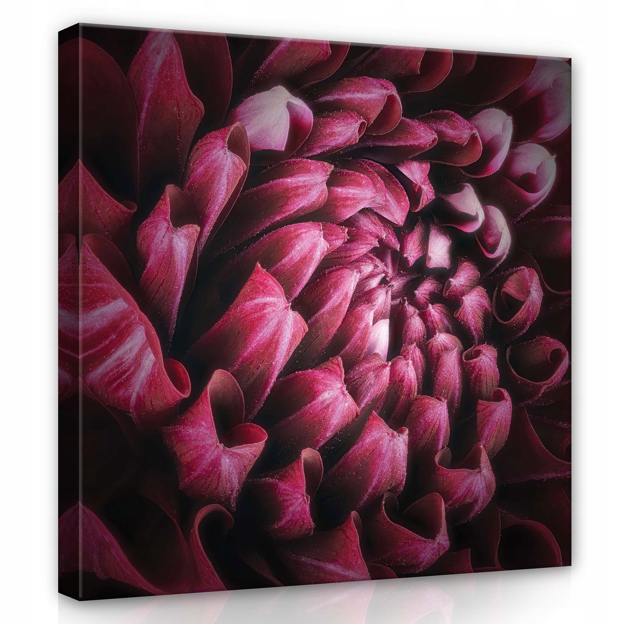 Obraz 80x80 Květ Makra Jiřina nebo Chryzantéma Vločky Světlo Textura