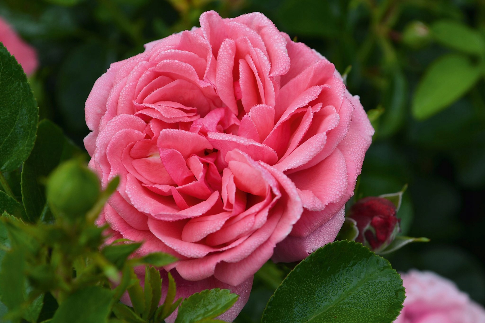 Róża Rabatowa ALEA Noack Super zdrowotność