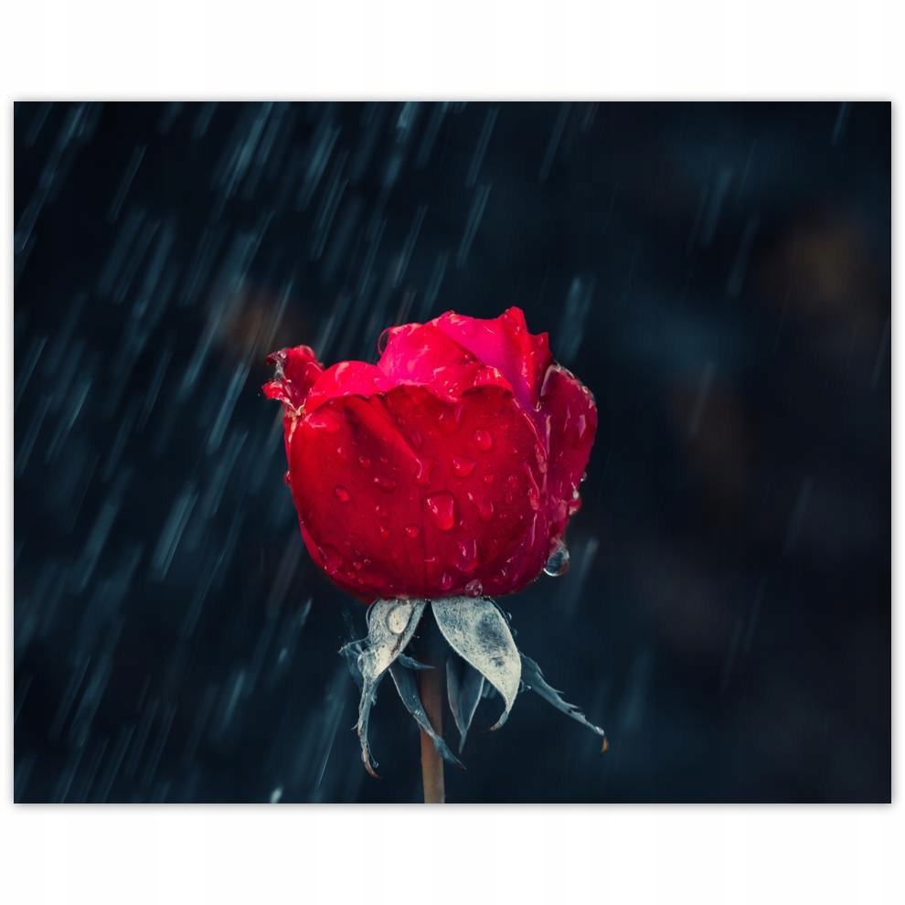 

Plakat 50x40 Róża Kwiat Kwiaty Róże