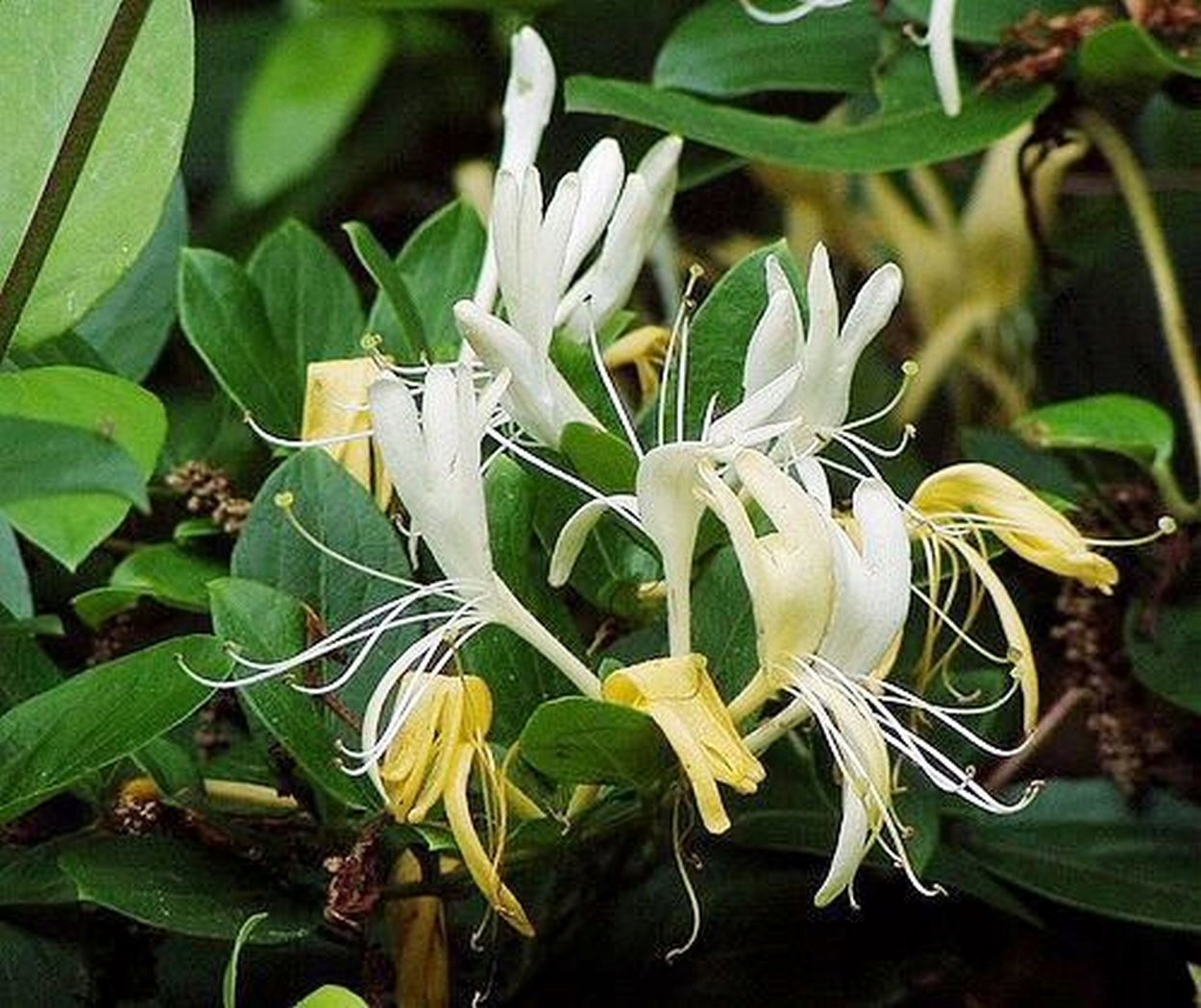 WICIOKRZEW ZAOSTRZONY- LONICERA ACUMINATA - SADZONKA W P9