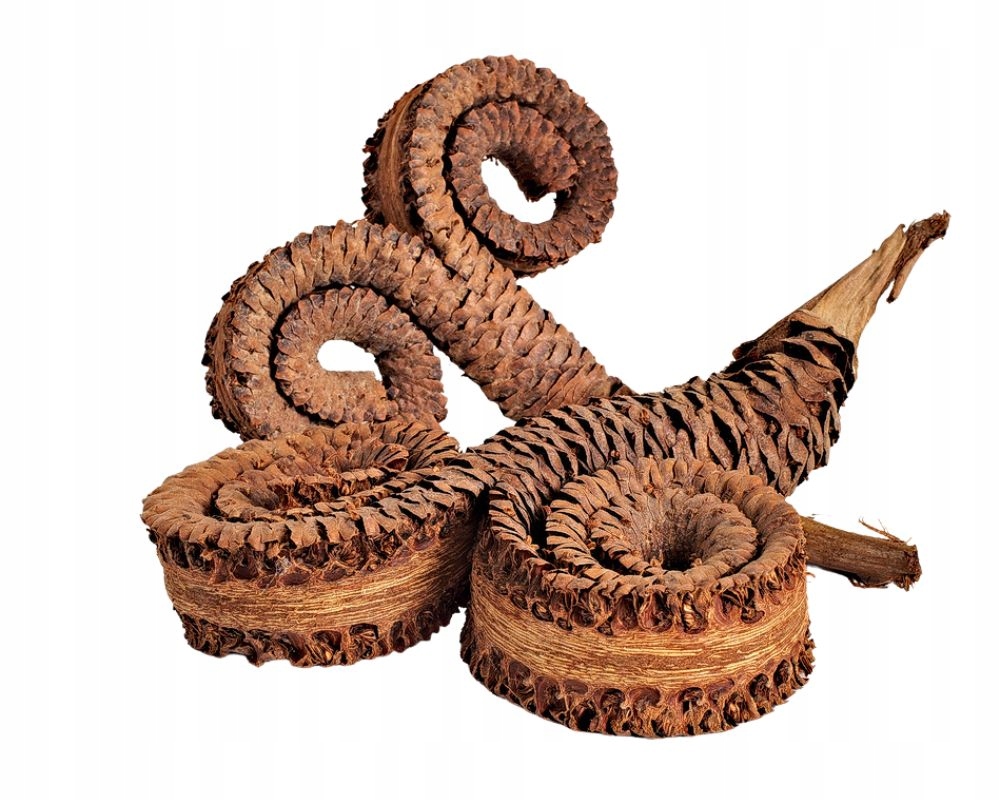 

Rogi palmowe kręcone 12-17 cm wystrój terrarium