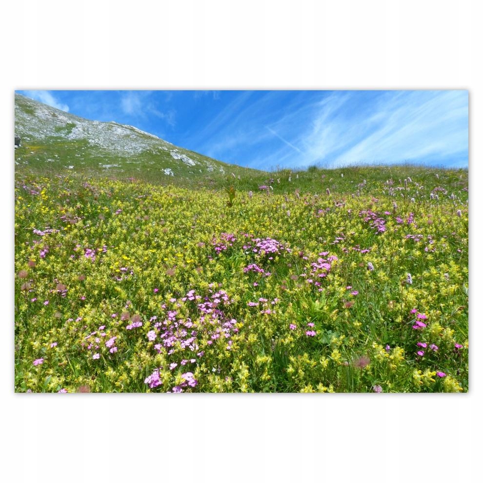 

Plakat 93x62 Alpejska łąka