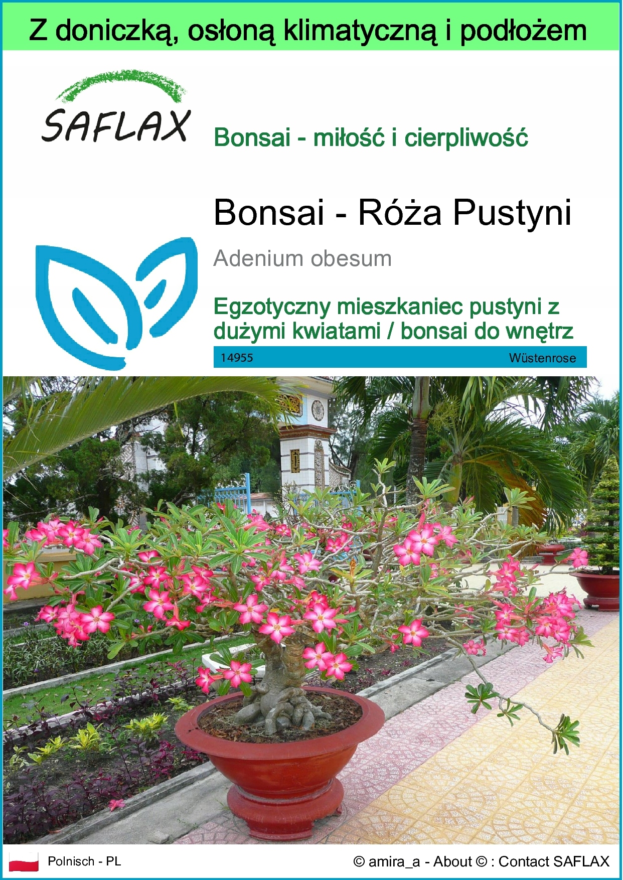 SAFLAX Garden to go - Kwiat pustyni - 8 Nasiona - Adenium