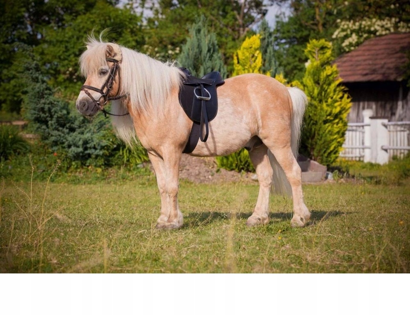 Univerzální Sedlo, Černý Komplet Pony 15,0" Covalliero