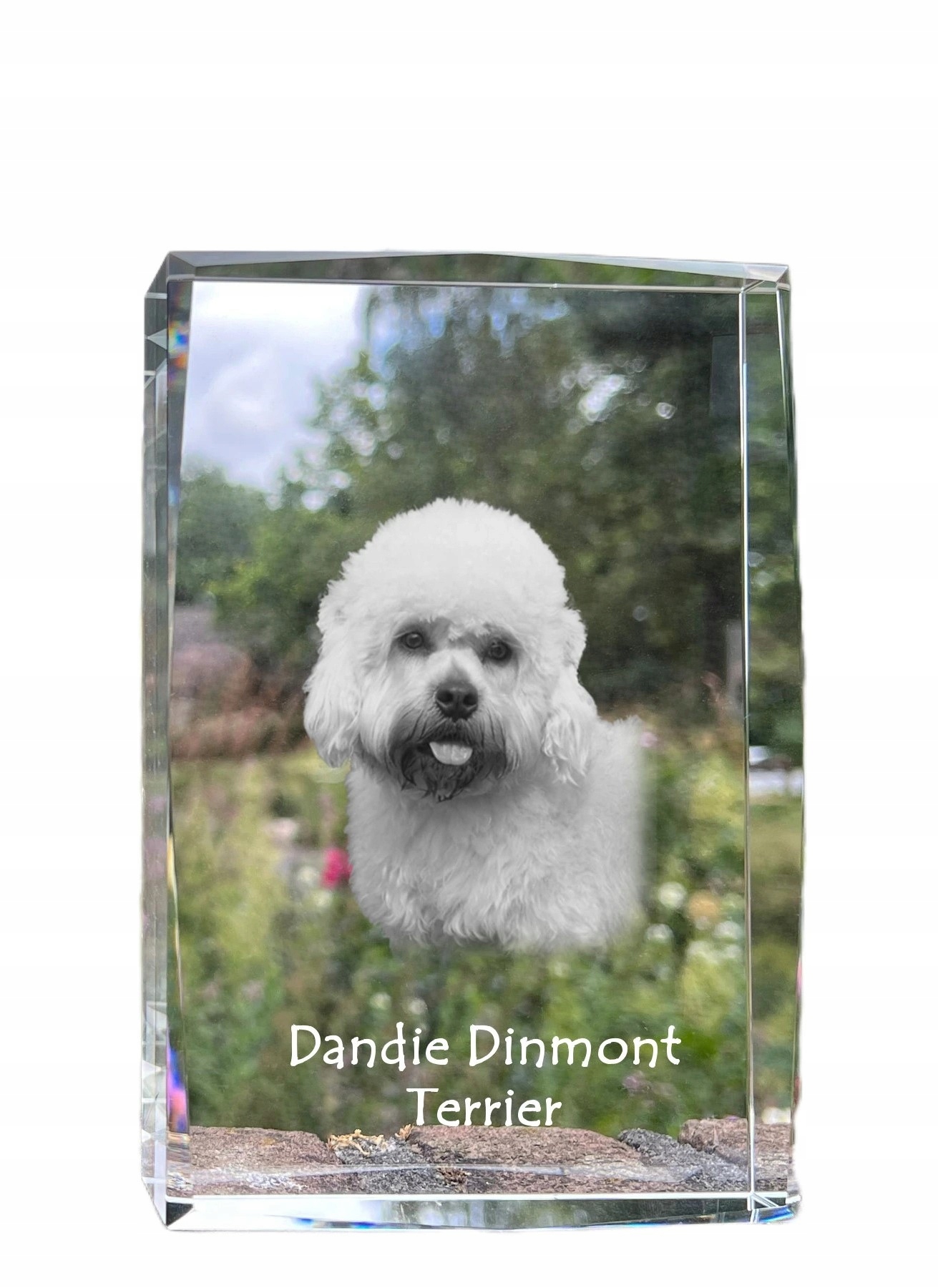 Dandie Dinmont Terrier fotografia psa v kryštáli, suvenír, trofej
