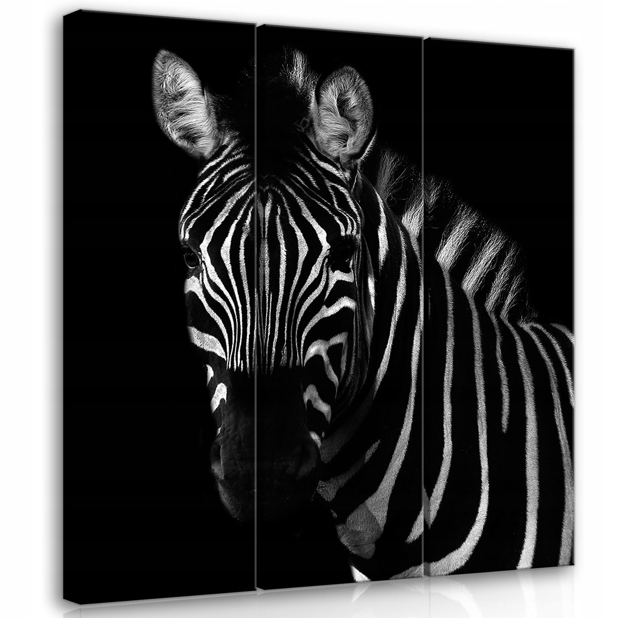 Obraz 90x100 Zebra pruhy černobílý animalismus kontrast dekor stěny