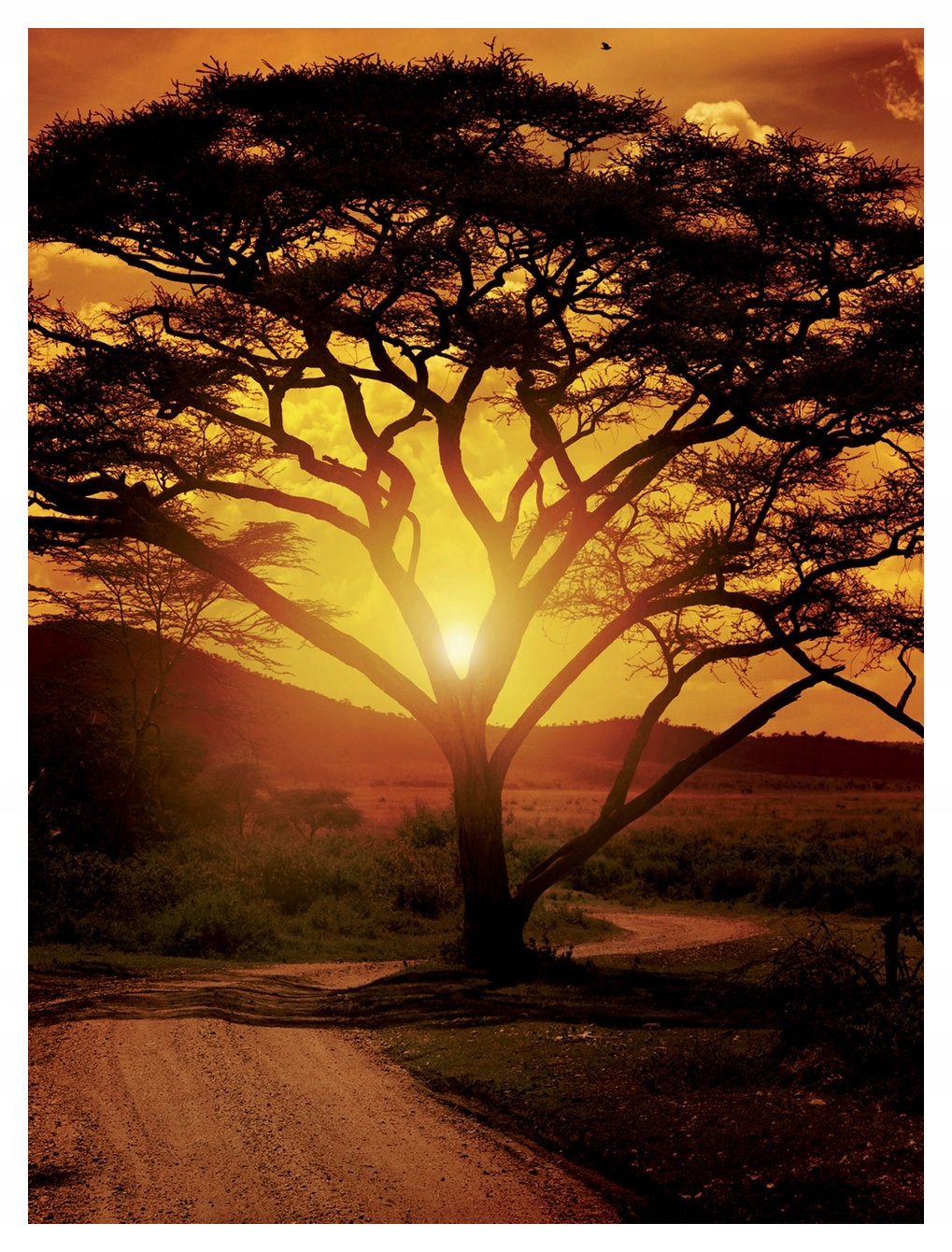 Fototapeta Strom a africká žirafa Savana západ slunce 206x275 lepidlo
