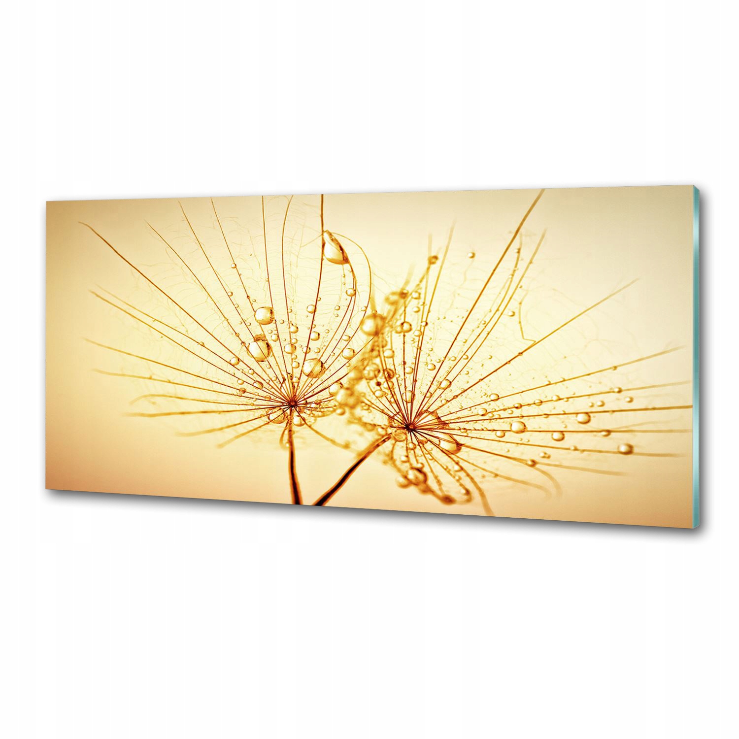 Panel do kuchyne Semená dúchadla 125 x 50 cm Lepidlo