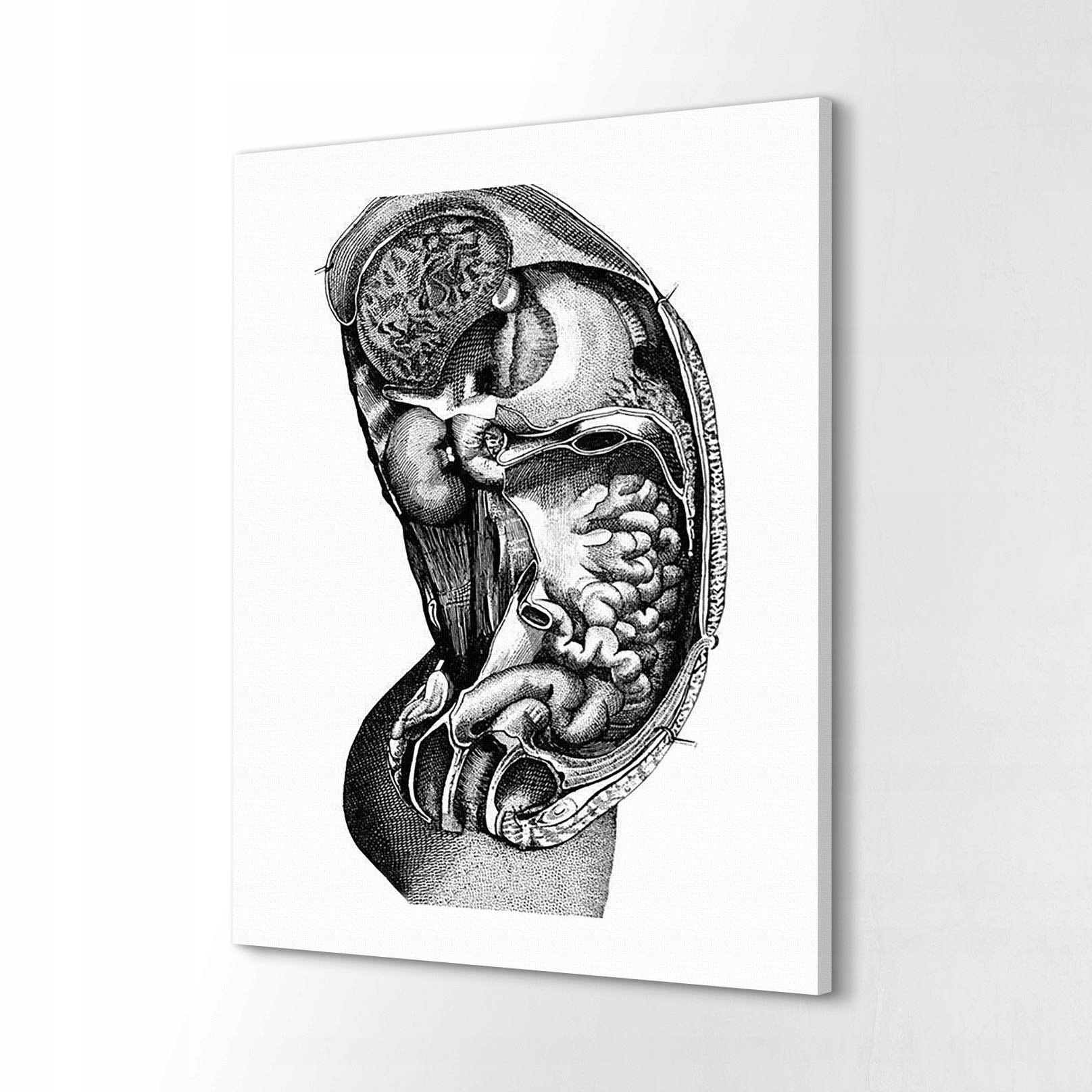 

Obraz canvas 60x80 Anatomia narządy wnętrze szkic