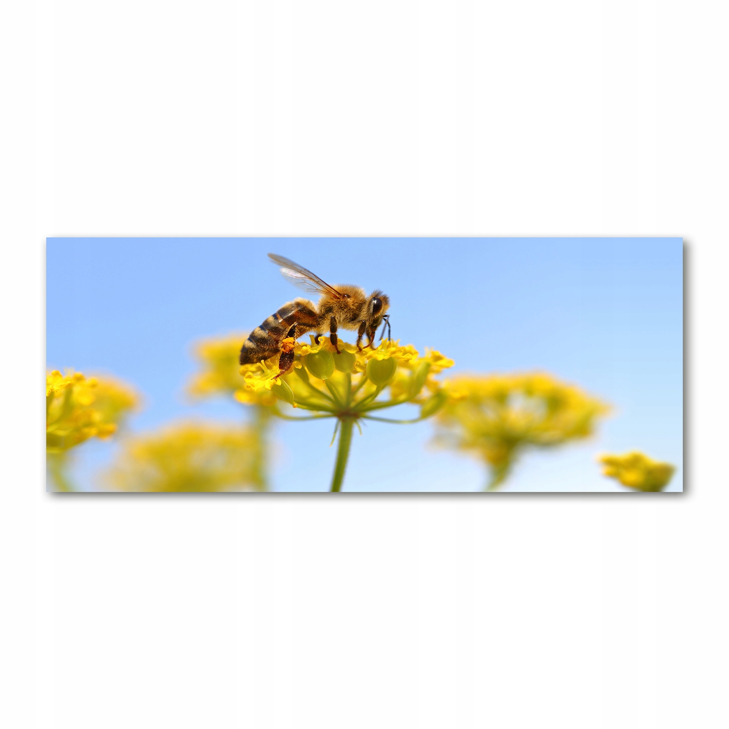 

Foto obraz szkło akryl Pszczoła na kwiatku 125x50