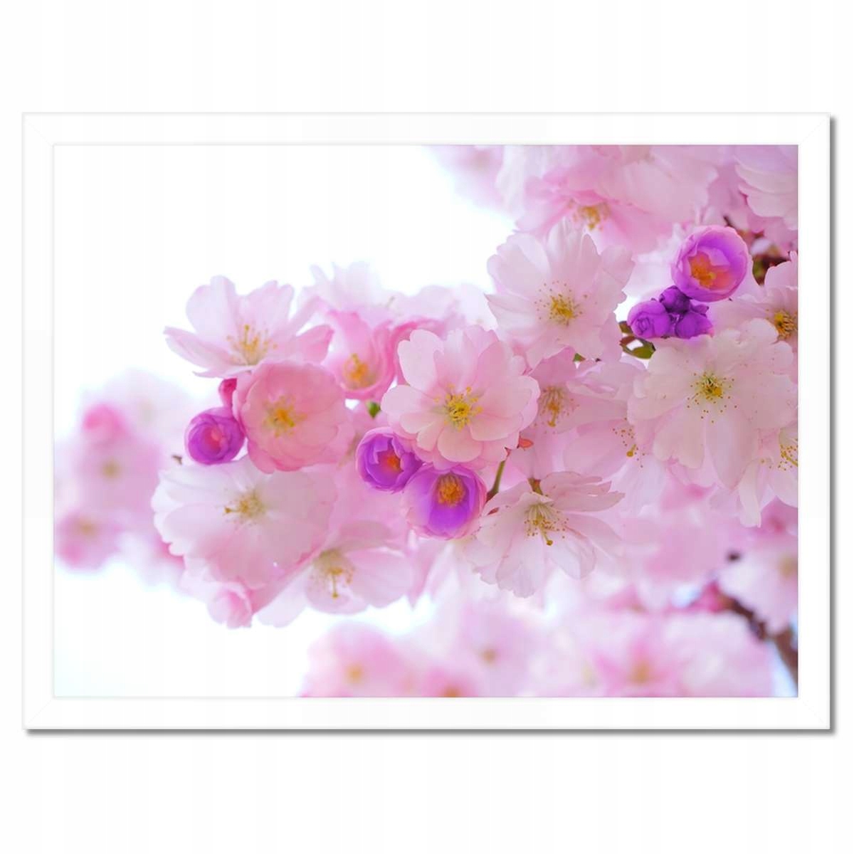 Plakáty v rámu 40x30 Větvička japonské třešně