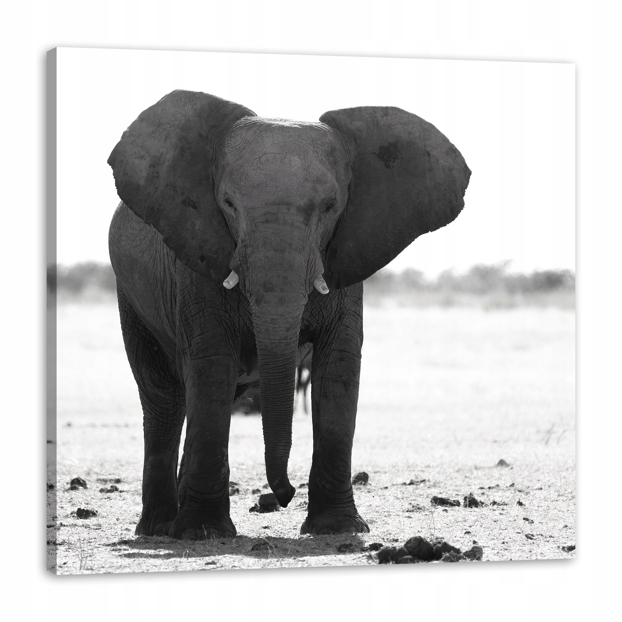 Obraz na plátně Šedý slon Příroda Černobílá 80x80 cm