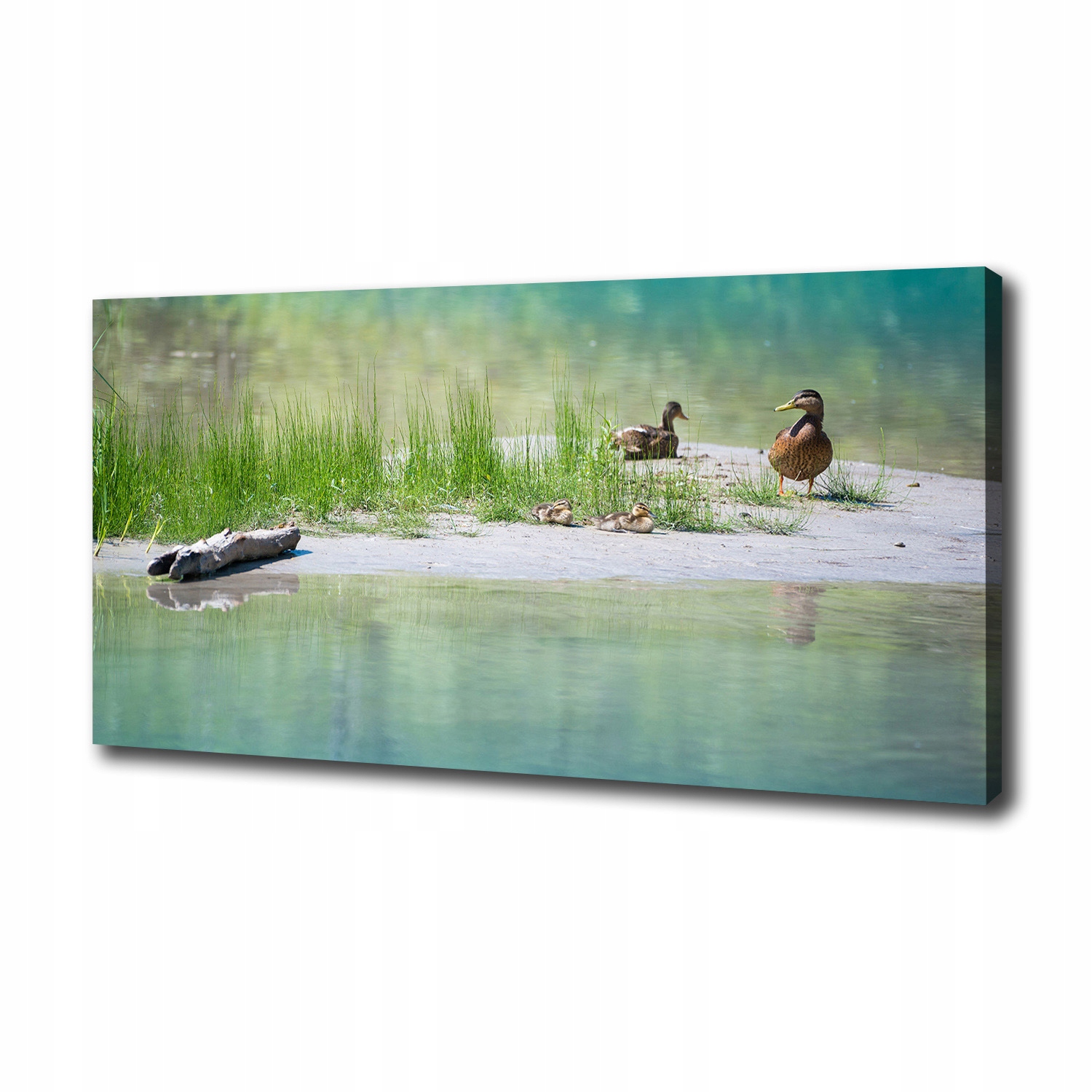 

Foto obraz na płótnie Kaczki nad wodą 100x50 cm