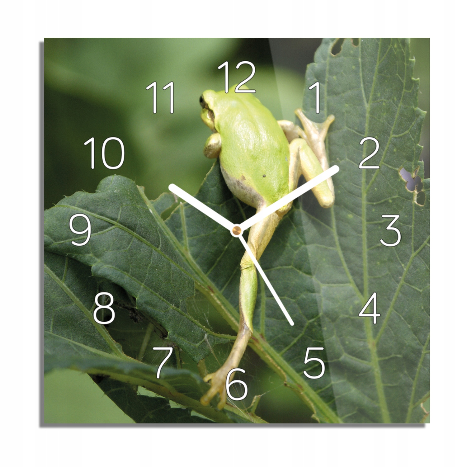

Żaba liść natura zegar na szkle z foto 30x30 cichy