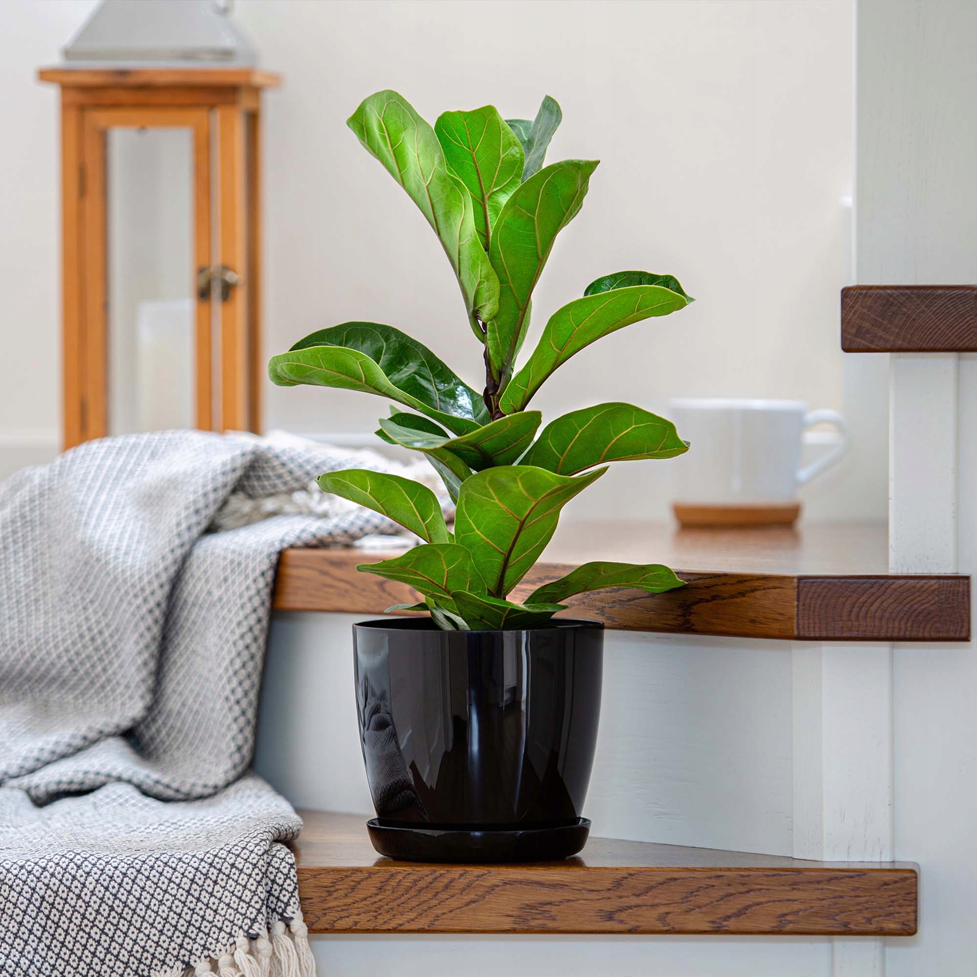 3x DONICZKA 16cm OSŁONKA Z PODSTAWKĄ CZARNA Marka Kadax