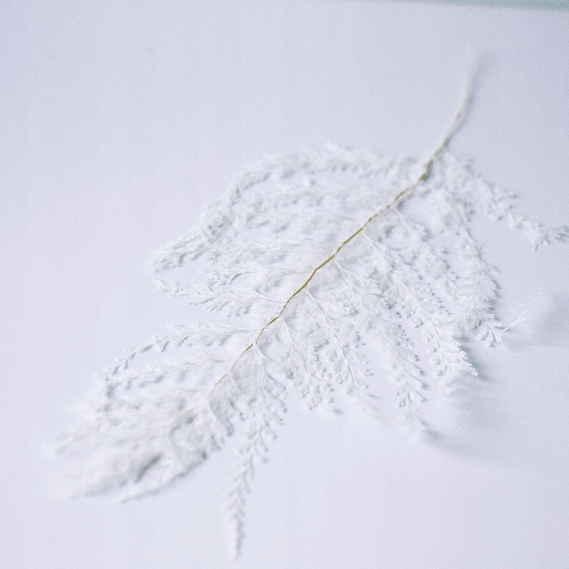 

Paproć stabilizowana Lace biała suszone kwiaty