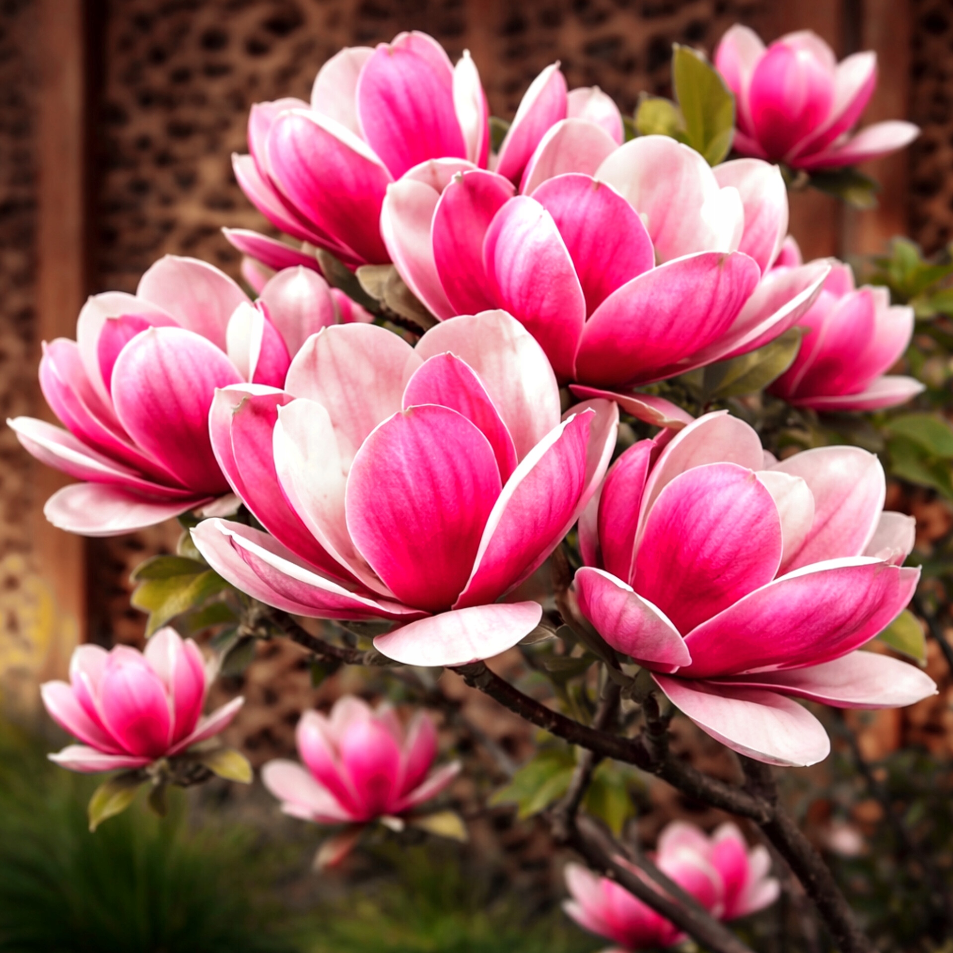 ДУШИСТАЯ МАГНОЛИЯ УТРАТЫ КАРЛИК КРАСОТА