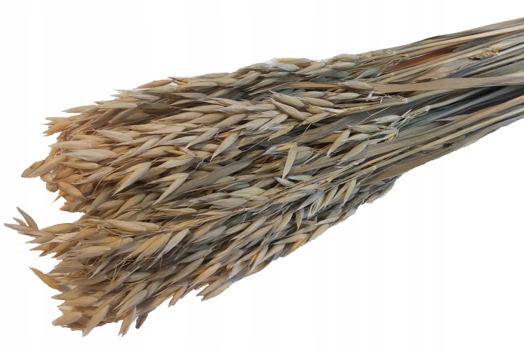 

Owies Naturalny zboże suszone susz krajowy kłosy