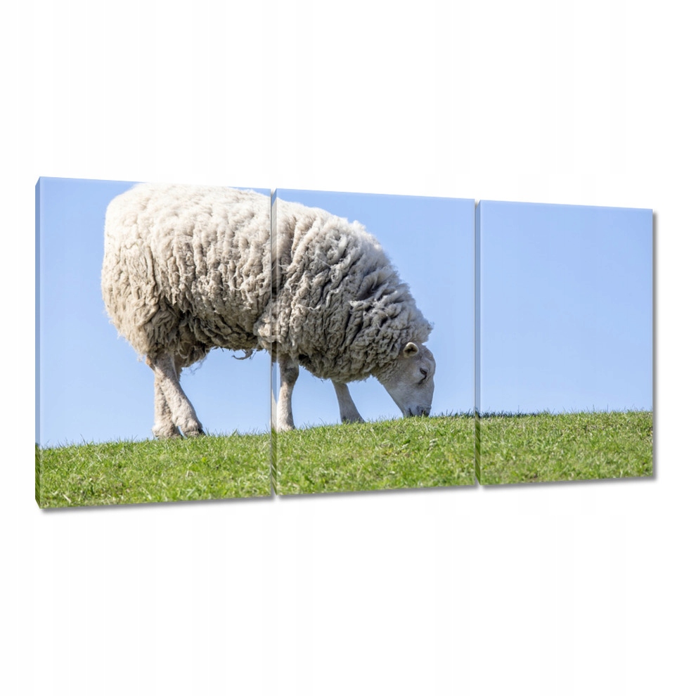 

Obrazy 120x60 Owca podczas wypasu Hala