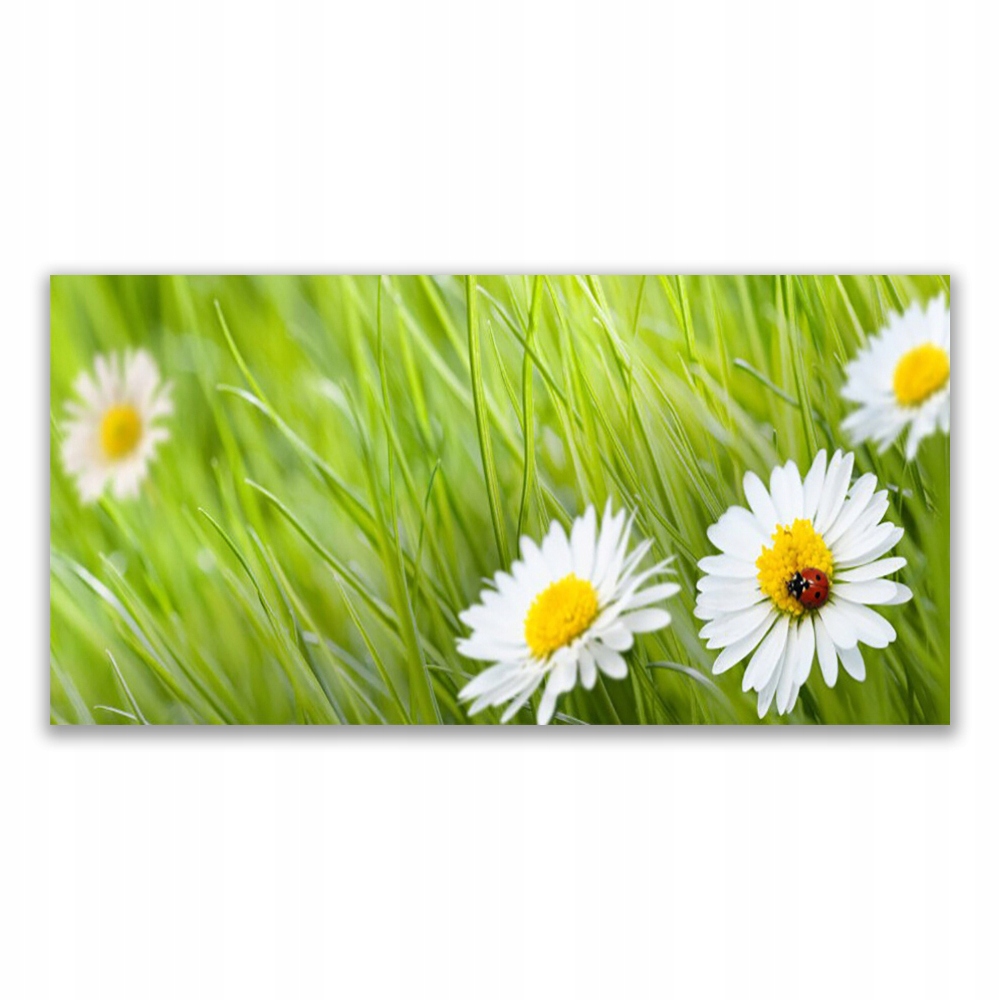 

Fotoobraz na ścianę 120x60 Trawa Stokrotki Natura