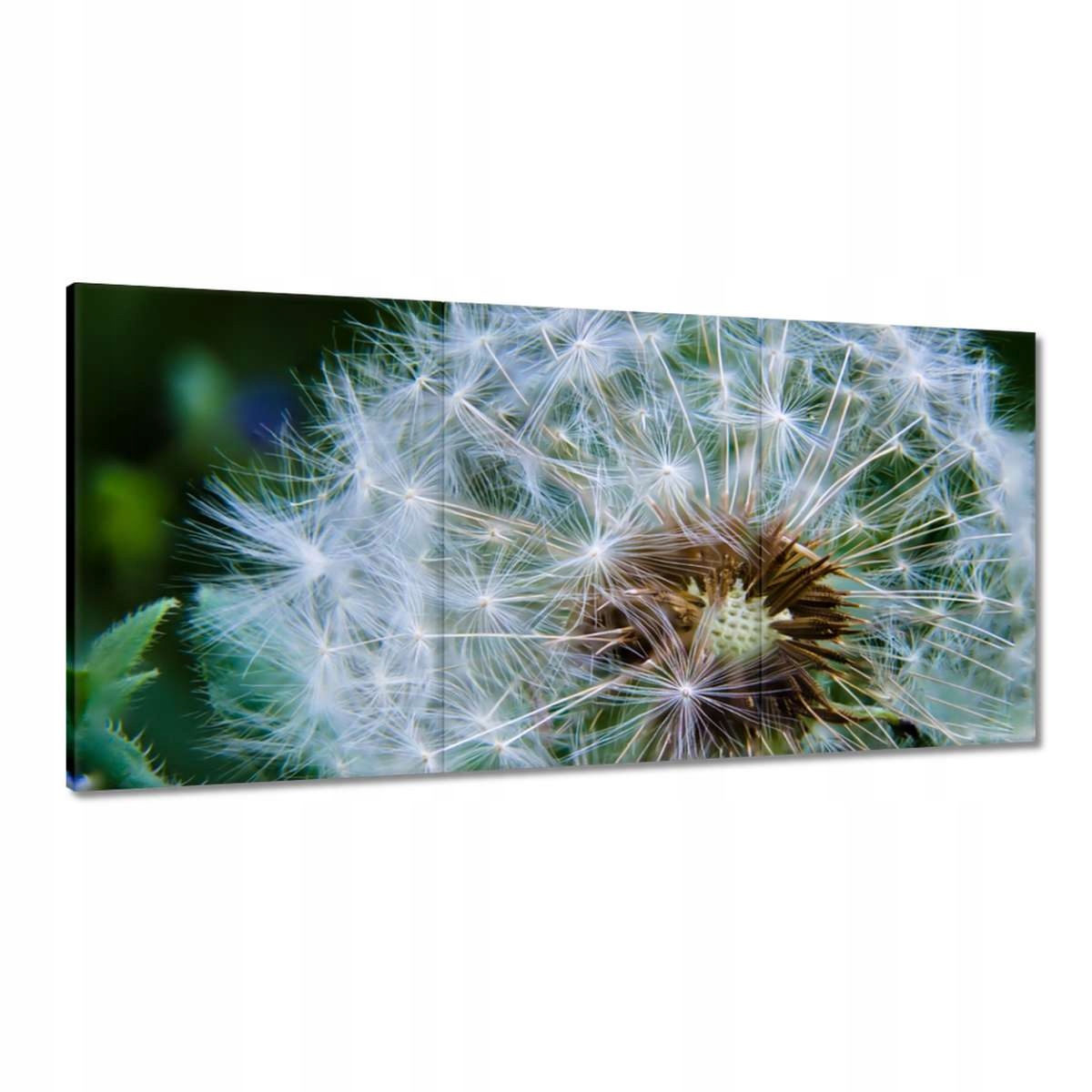 Obrazy 180x90 Púpava Kvet Kvety