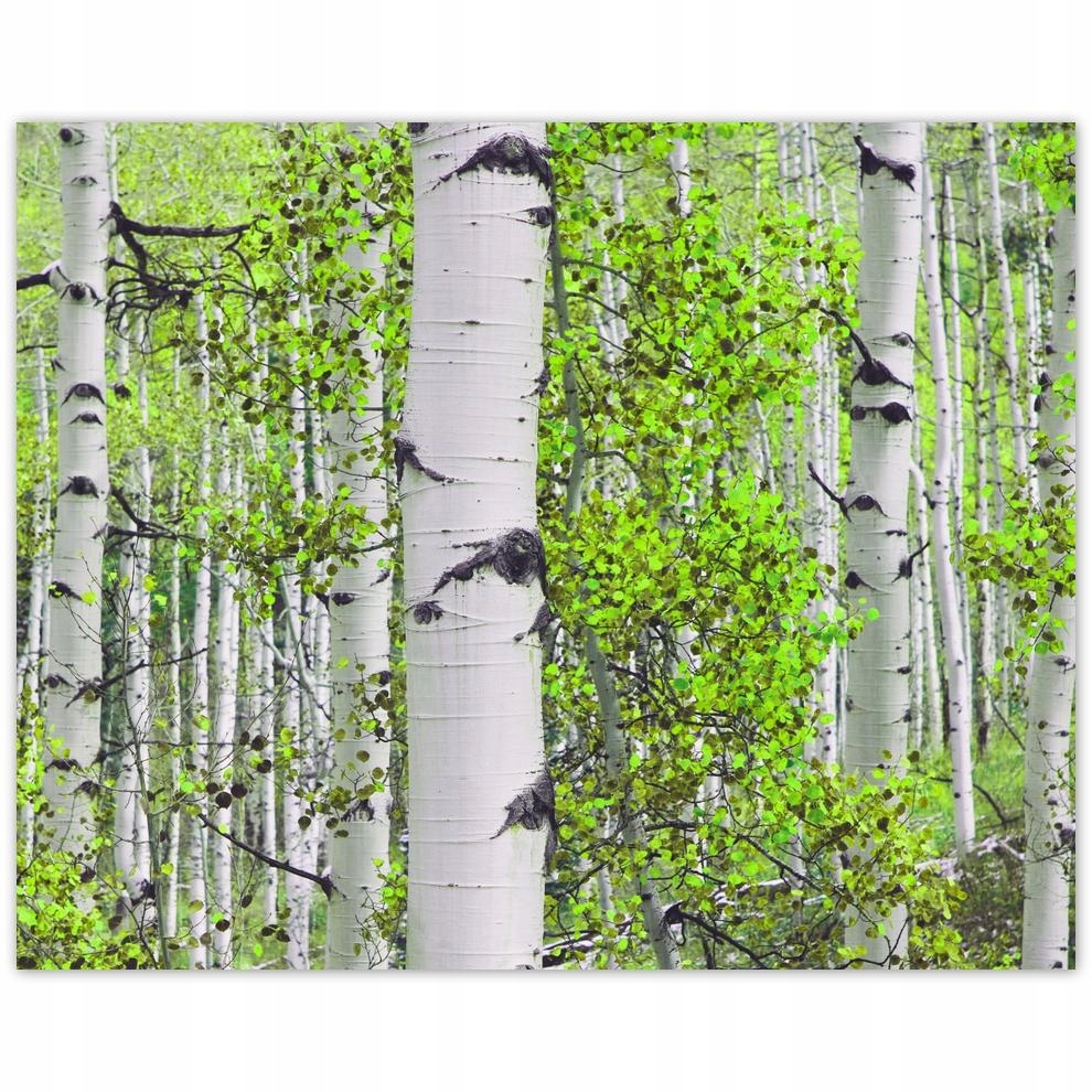 

Plakat 50x40 Wiosenna zieleń Brzóski