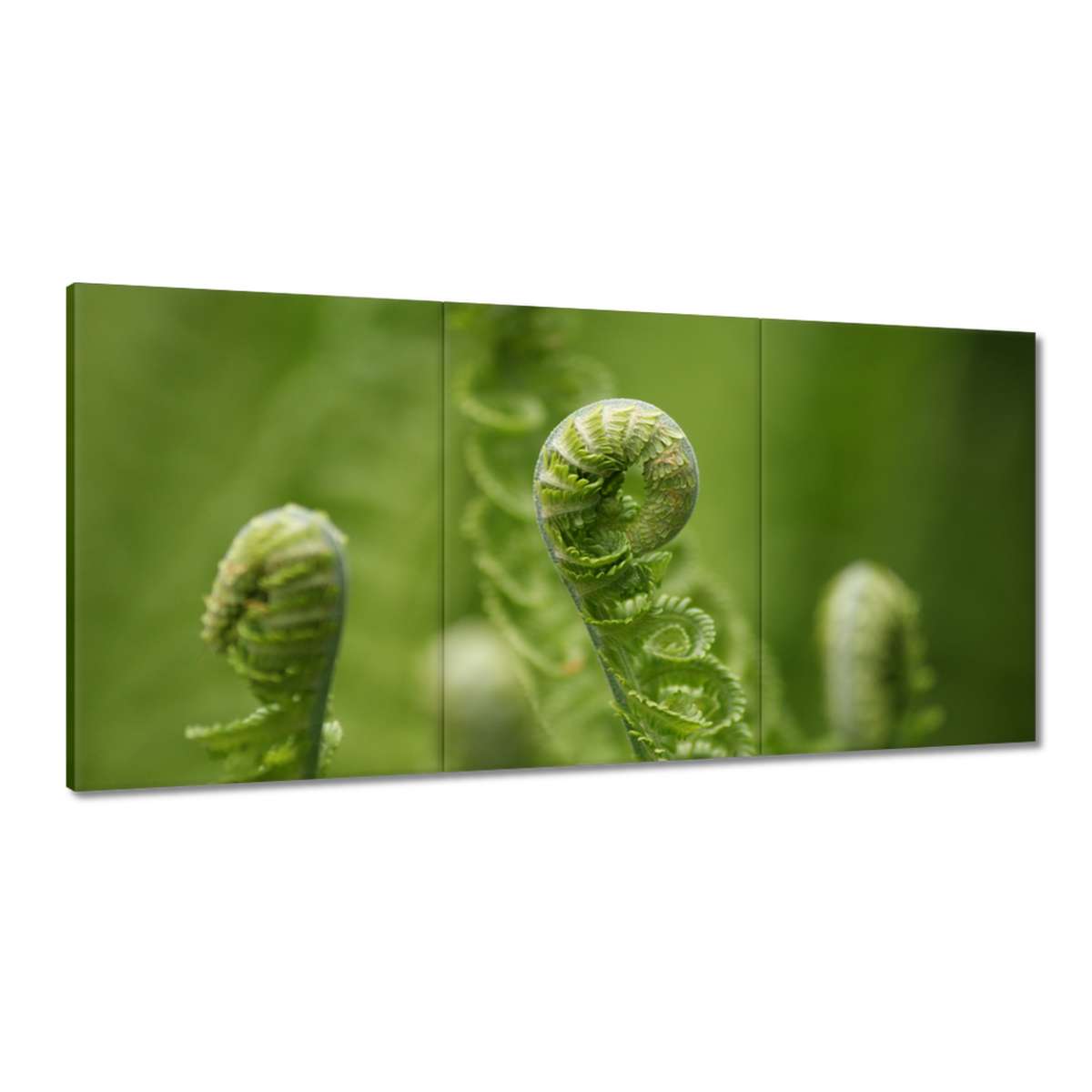 Obrazy 180x90 Paprotky Les Zelený List