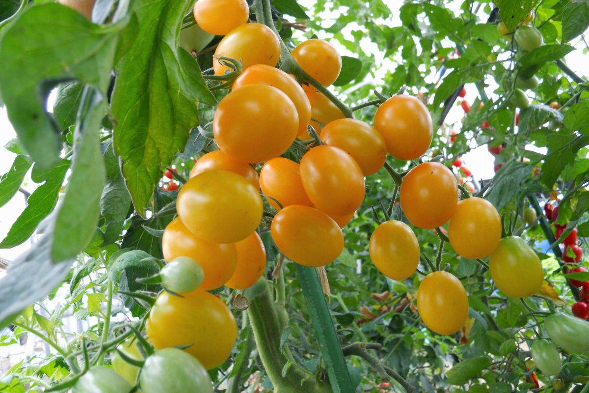 50x TYCZKA DO ROŚLIN PODPORA 90cm TYCZKI PALIK POMIDORÓW POWLEKANA STAL Kod producenta erger4t