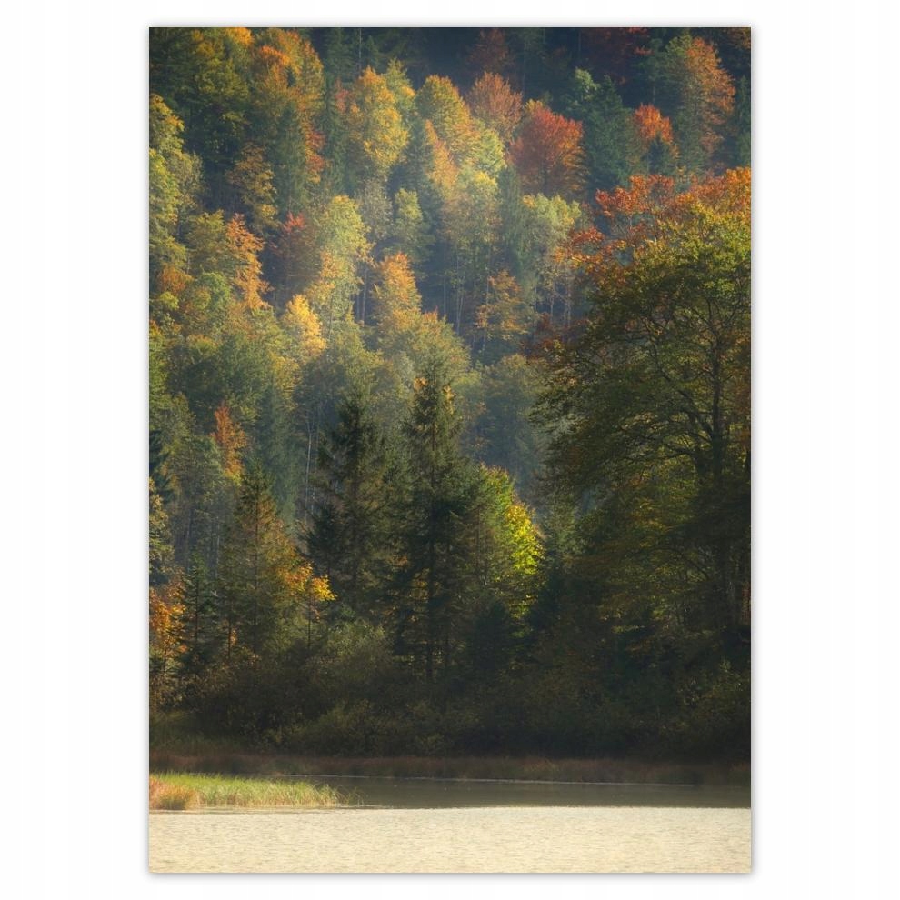 

Plakaty 50x70 Leśny krajobraz Widok