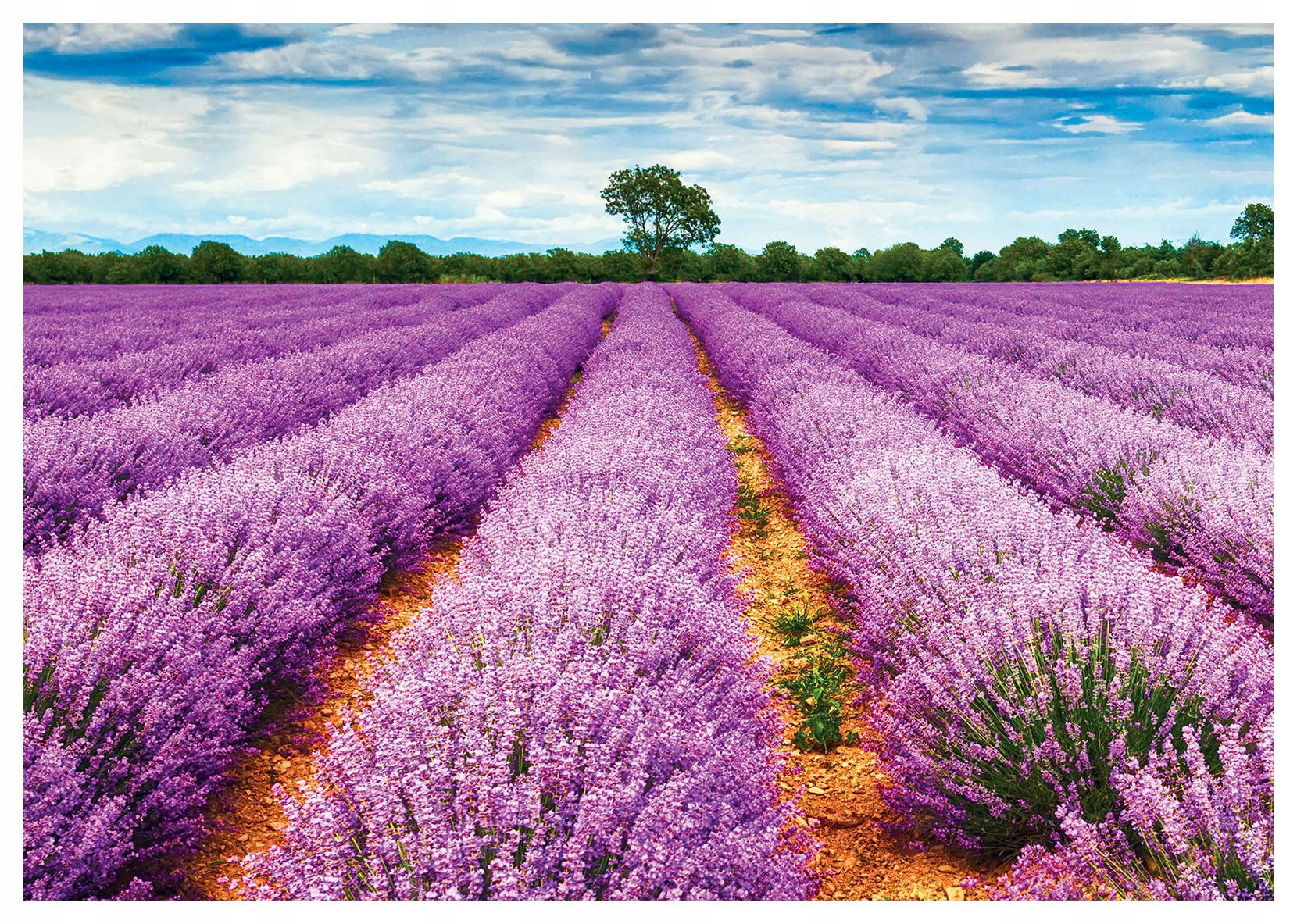 Vliesová fototapeta Levanduľové pole Provence Leto Bez miery 416x254 lepidlo