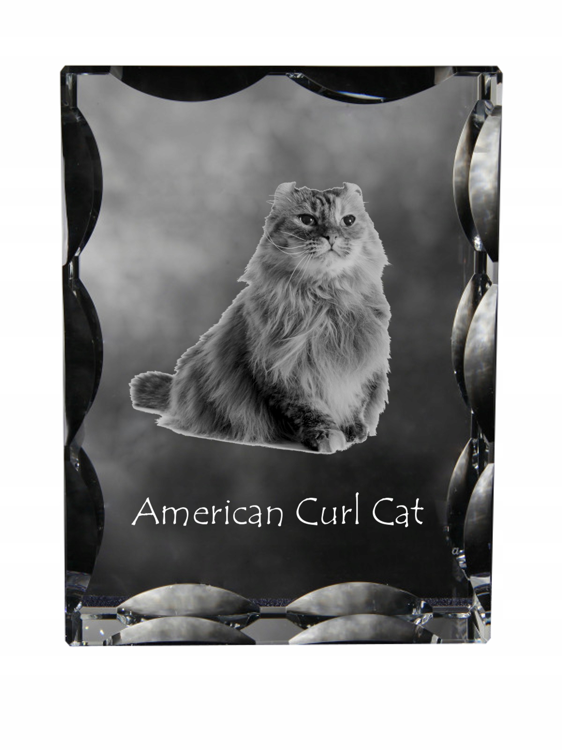 Americká curl mačka, fotografia v ozdobnom kryštáli, suvenír, dekorácia domu