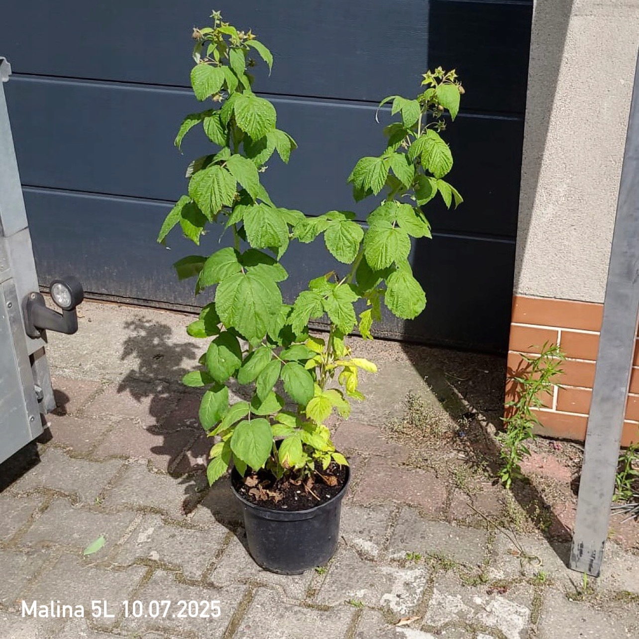 Рассада малина Полянка плодоносящий горшок 5л