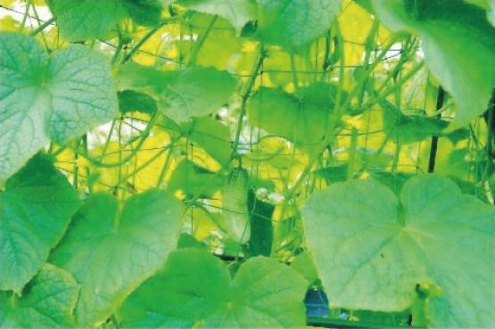 SIATKA OGRODOWA DO WARZYW I ROŚLIN PNĄCYCH 0,9 x 1,8m Rodzaj siatka