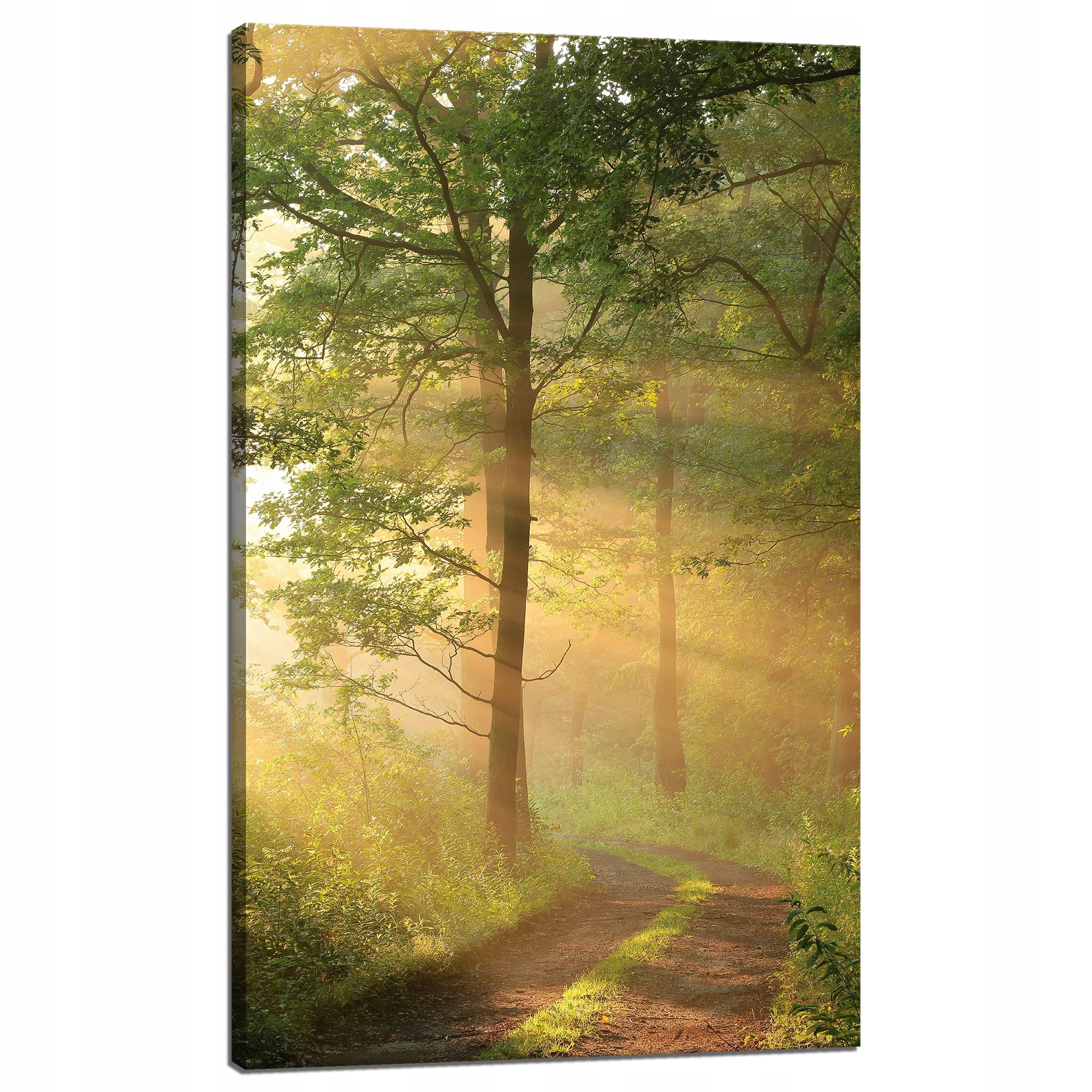 Obraz na plátně Světlo Slunce Les Stezka Příroda 60x100 cm