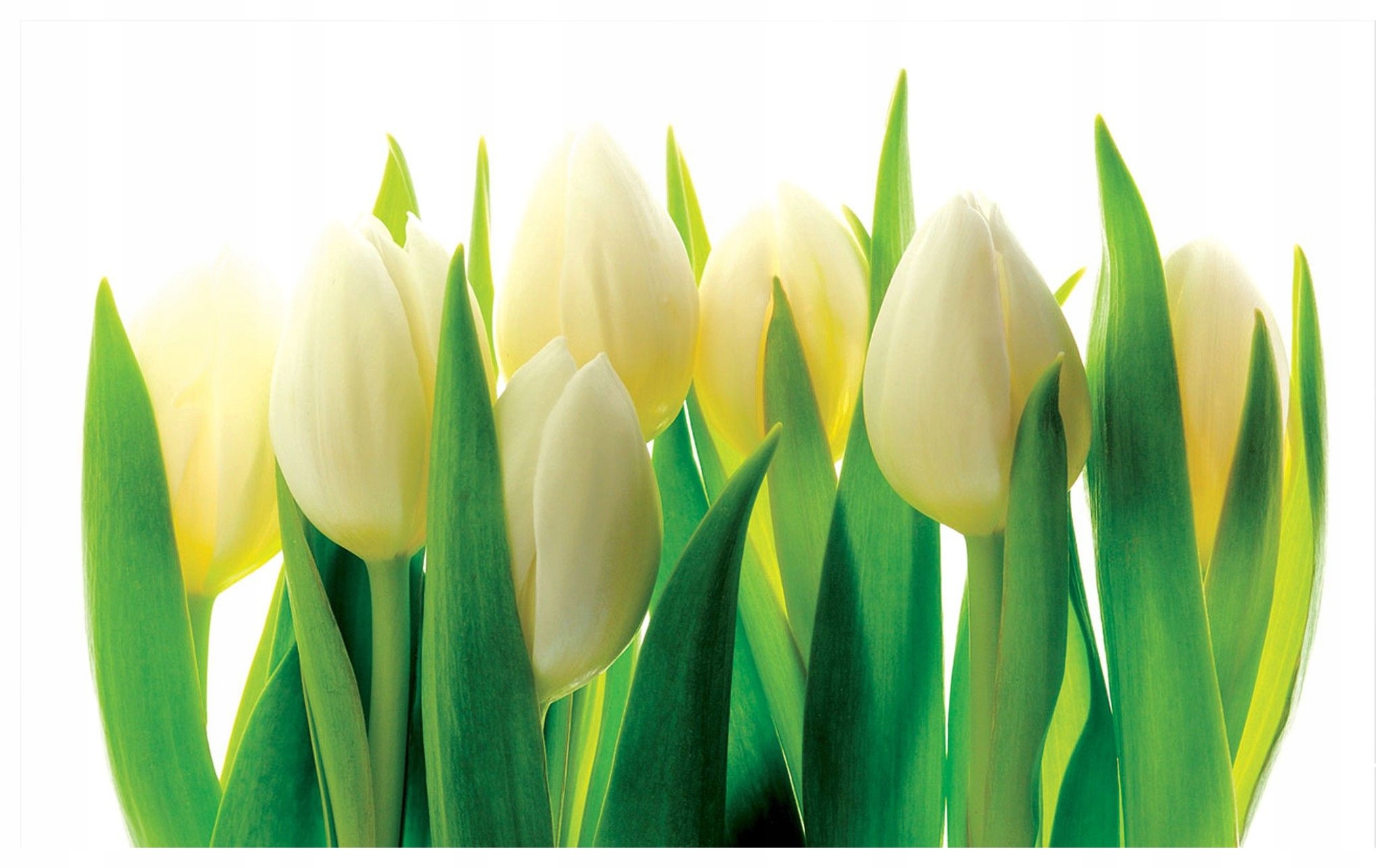 Vliesová fototapeta Biele tulipány jemnosť jari 368x254 lepidlo