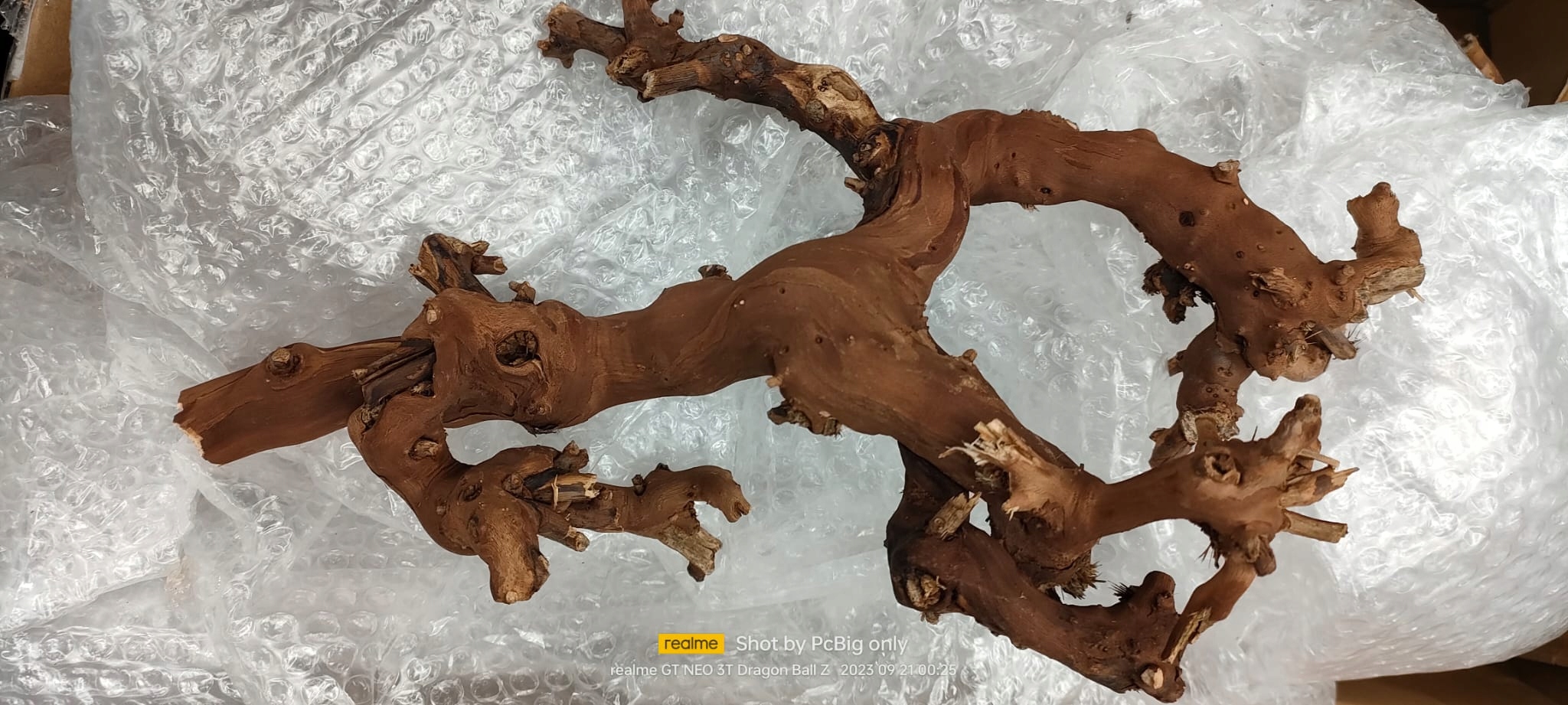 Levně Kořeny vinné révy 3ks, vel 3, 45 – Připravené K Použití