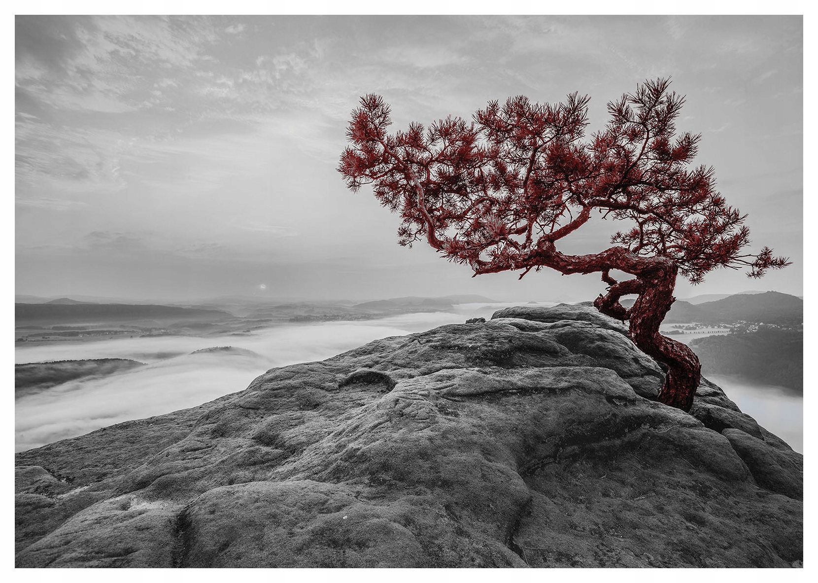 Vliesová fototapeta Borovice a skály v horách, krajina 300x210 lepidlo