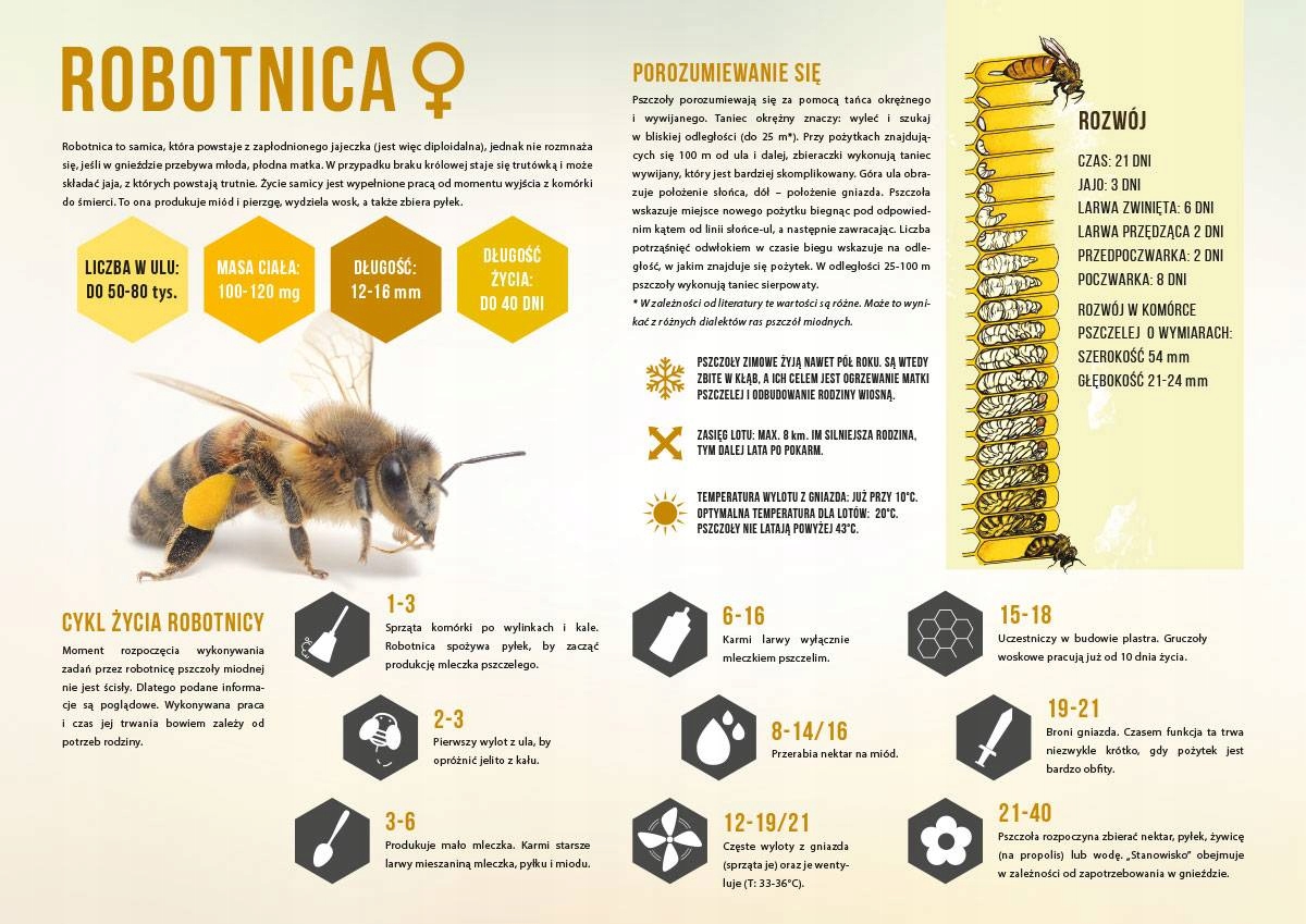 

Średnia tablica edukacyjna Robotnica F247 42x29,5