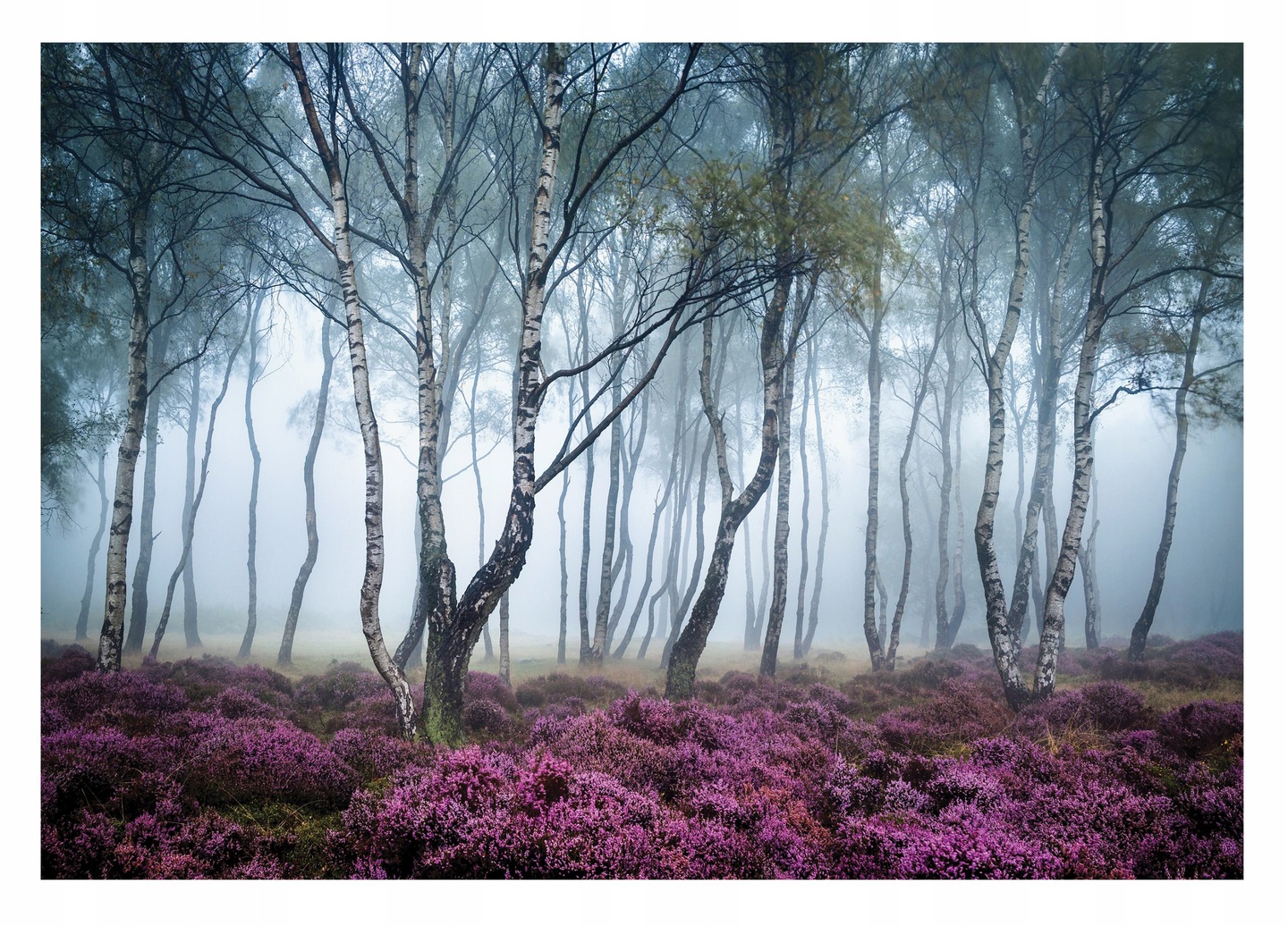 Fototapeta Brezový Les Stromy Breza Hmla 312x219