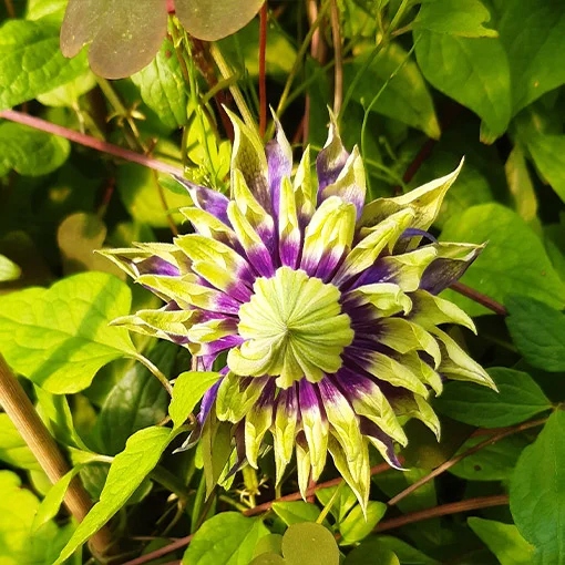 Clematis 'Taiga R' sadzonka w pojemniku P9/C1