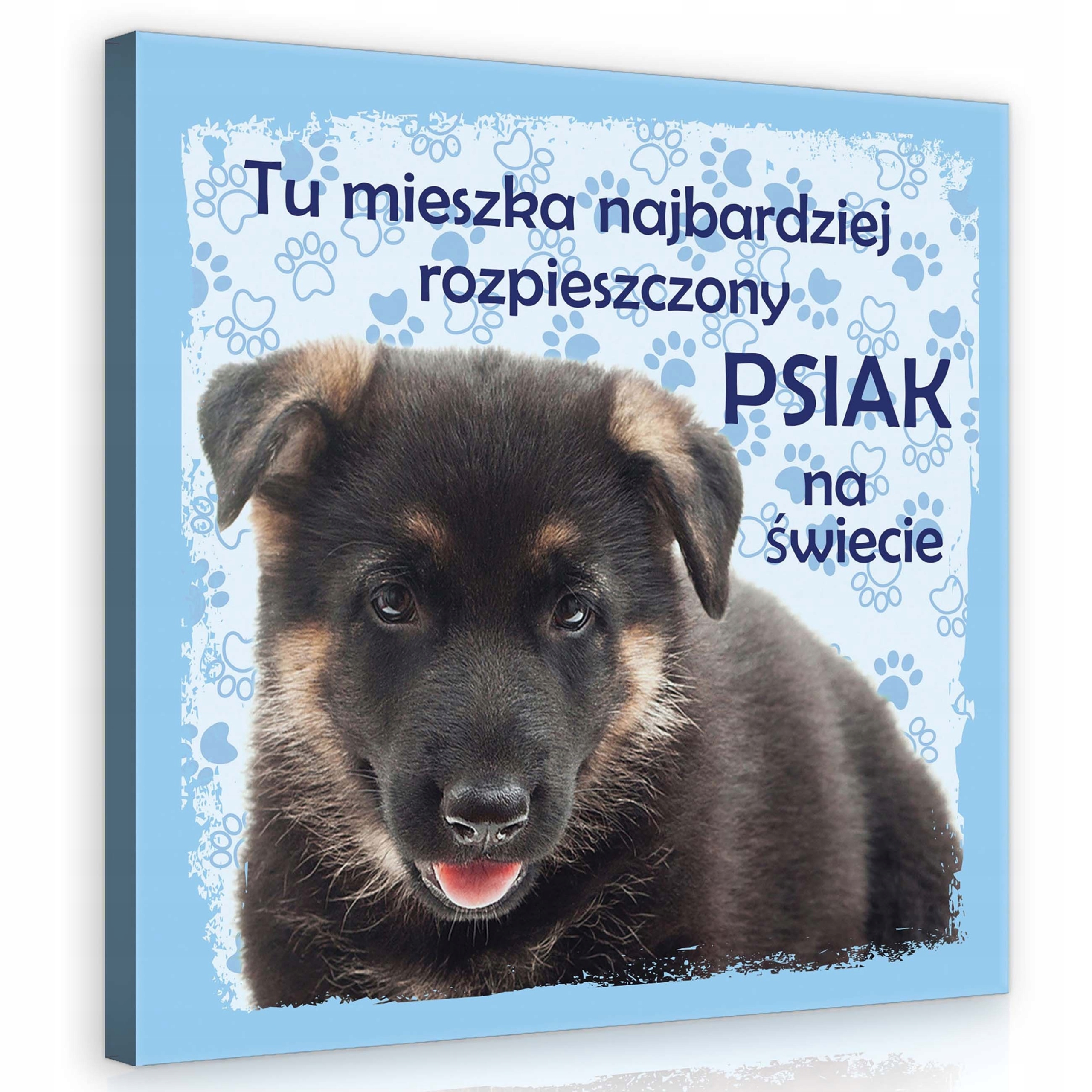 Obraz 80x80 Štěňátko německý ovčák roztomilý mazlíček zvíře